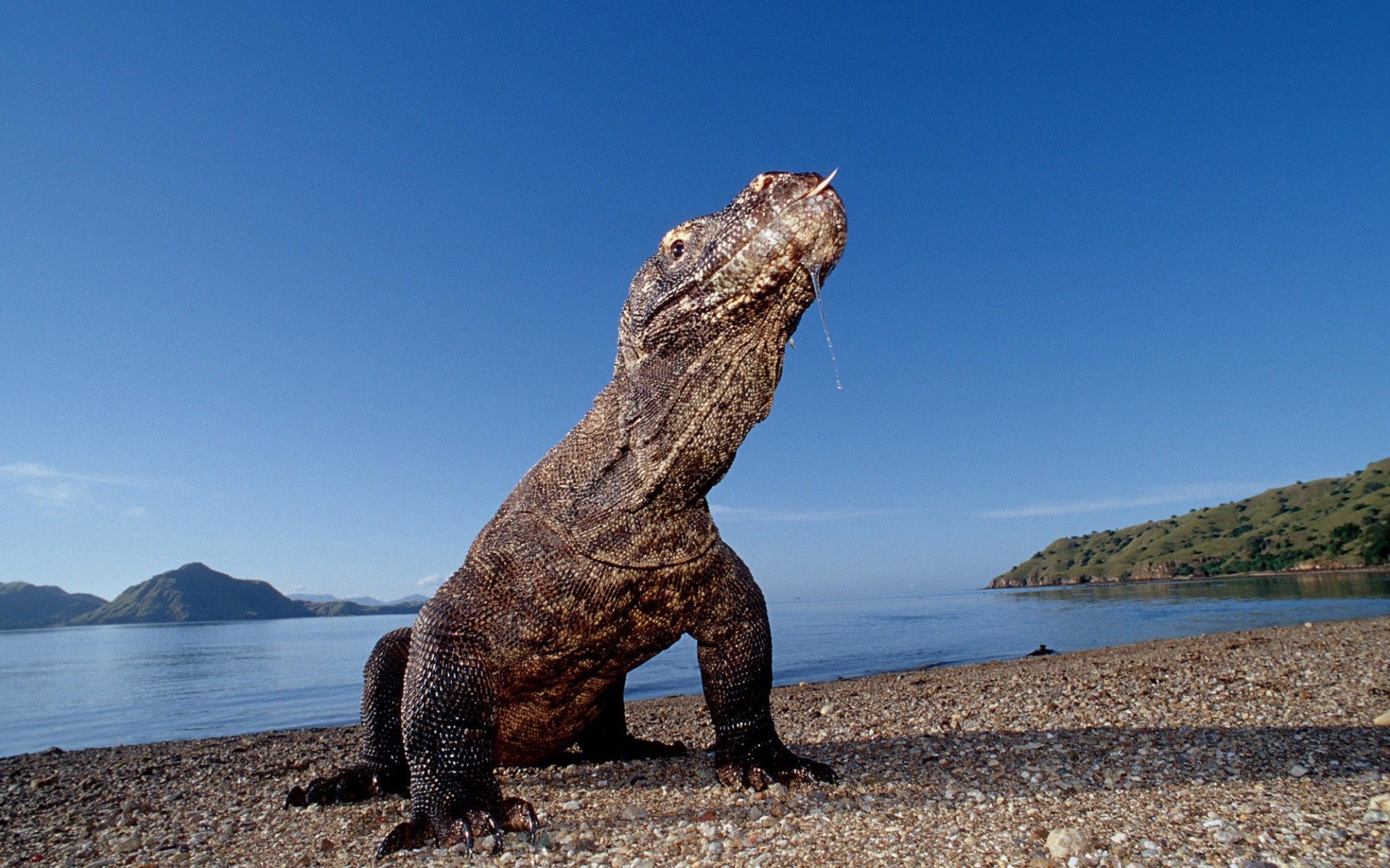 reptiles and frogs water seashore ocean beach sea travel outdoors landscape nature island rock reptile sky