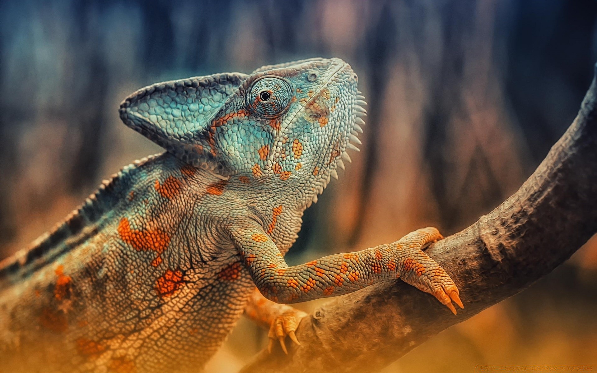 reptilien und frö her gazoo eidechse tierwelt natur tier drache wild skala zoo im freien kopf