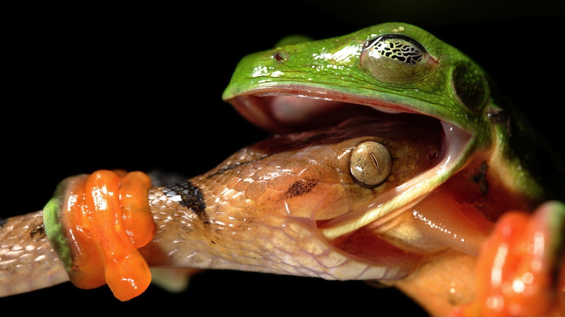 reptilien und frösche natur tierwelt fische ein frosch tier amphibien gazoo