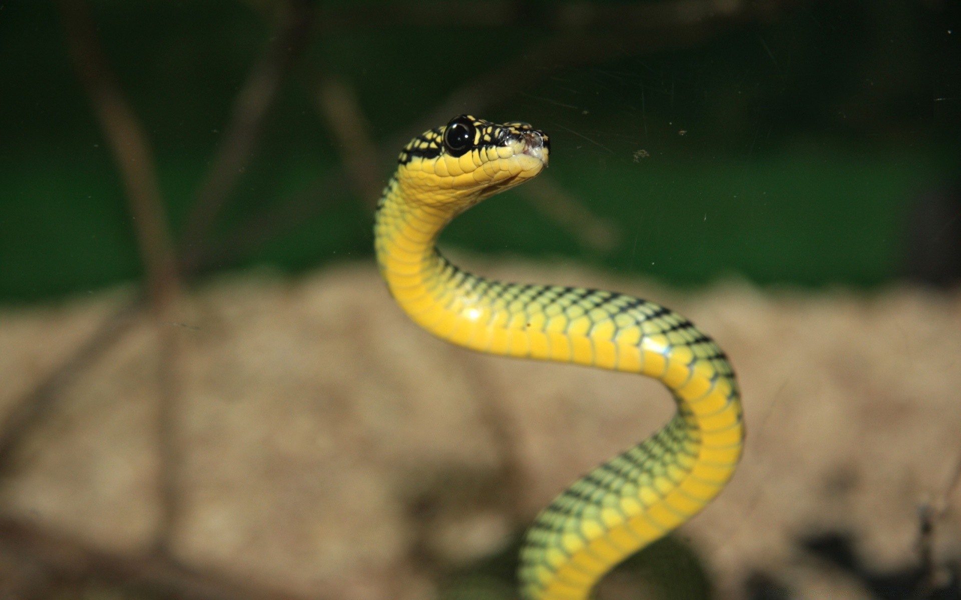 reptilien und frösche schlange gazoo tierwelt natur im freien tier tageslicht kobra viper gift zoologie boa vene biologie python exotisch ein wild