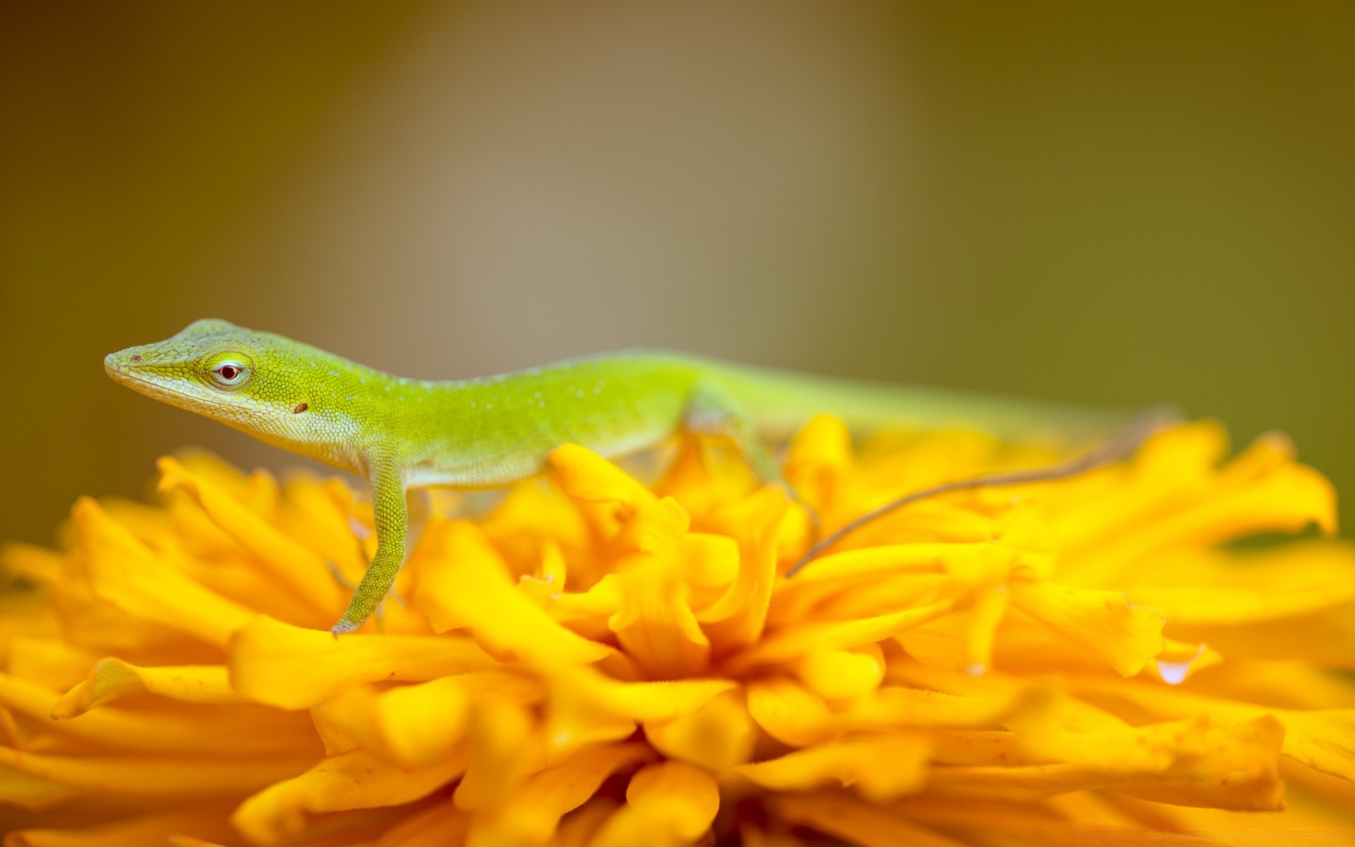 reptiles and frogs nature wildlife flower reptile color leaf lizard animal flora close-up