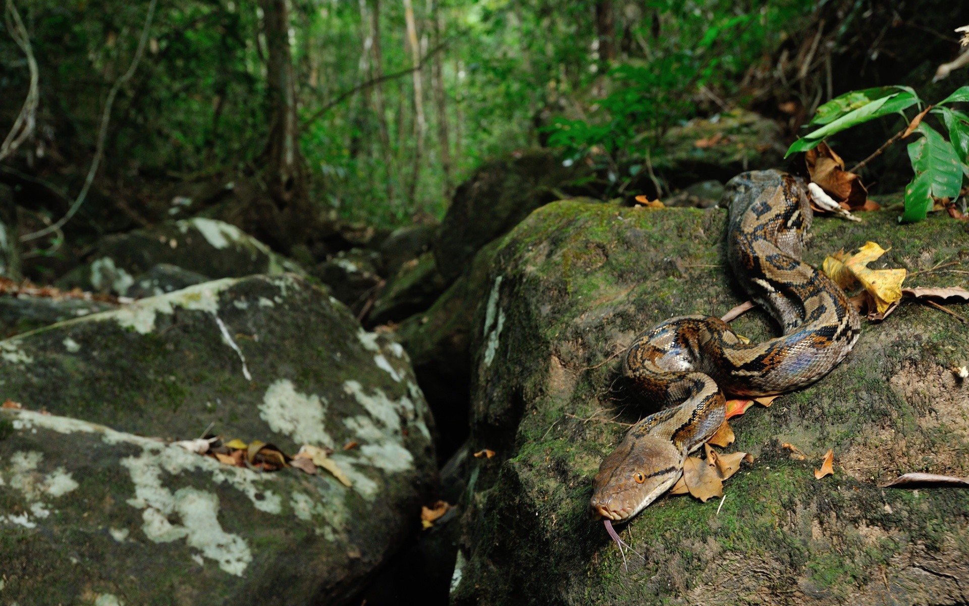 répteis e rãs madeira natureza árvore musgo folha ao ar livre ambiente parque floresta tropical flora log água selvagem paisagem outono rio