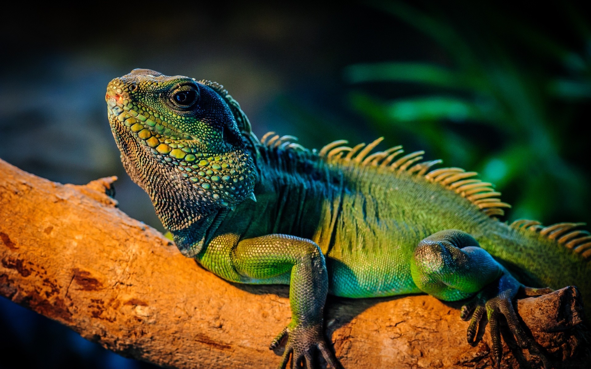 répteis e rãs lagarto lagarto dragão vida selvagem jardim zoológico tropical animal natureza camaleão animal de estimação escala vertebrados exóticos floresta gekko cor selvagem dinossauro crista