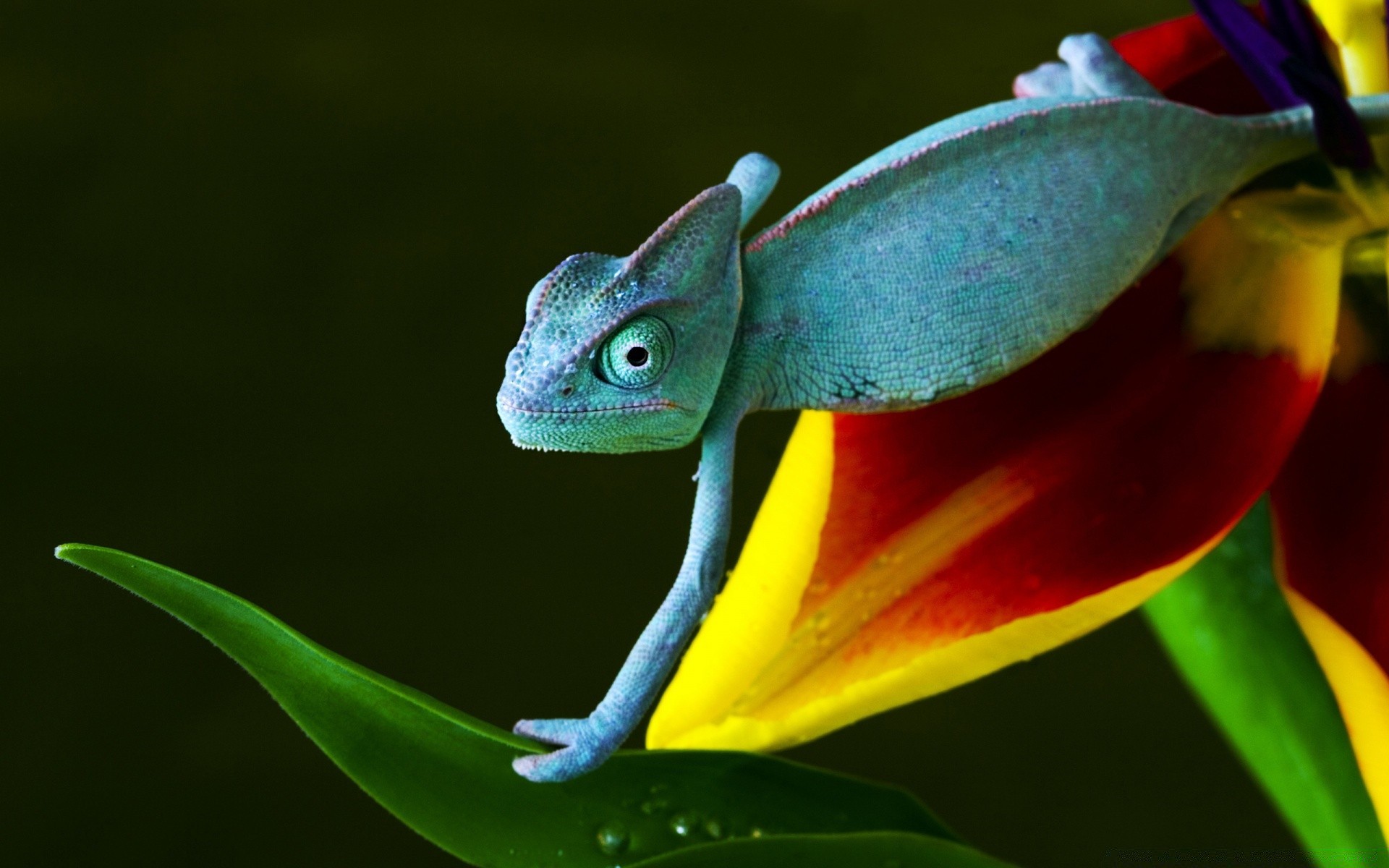 reptiles and frogs nature leaf color tropical outdoors flower flora wildlife