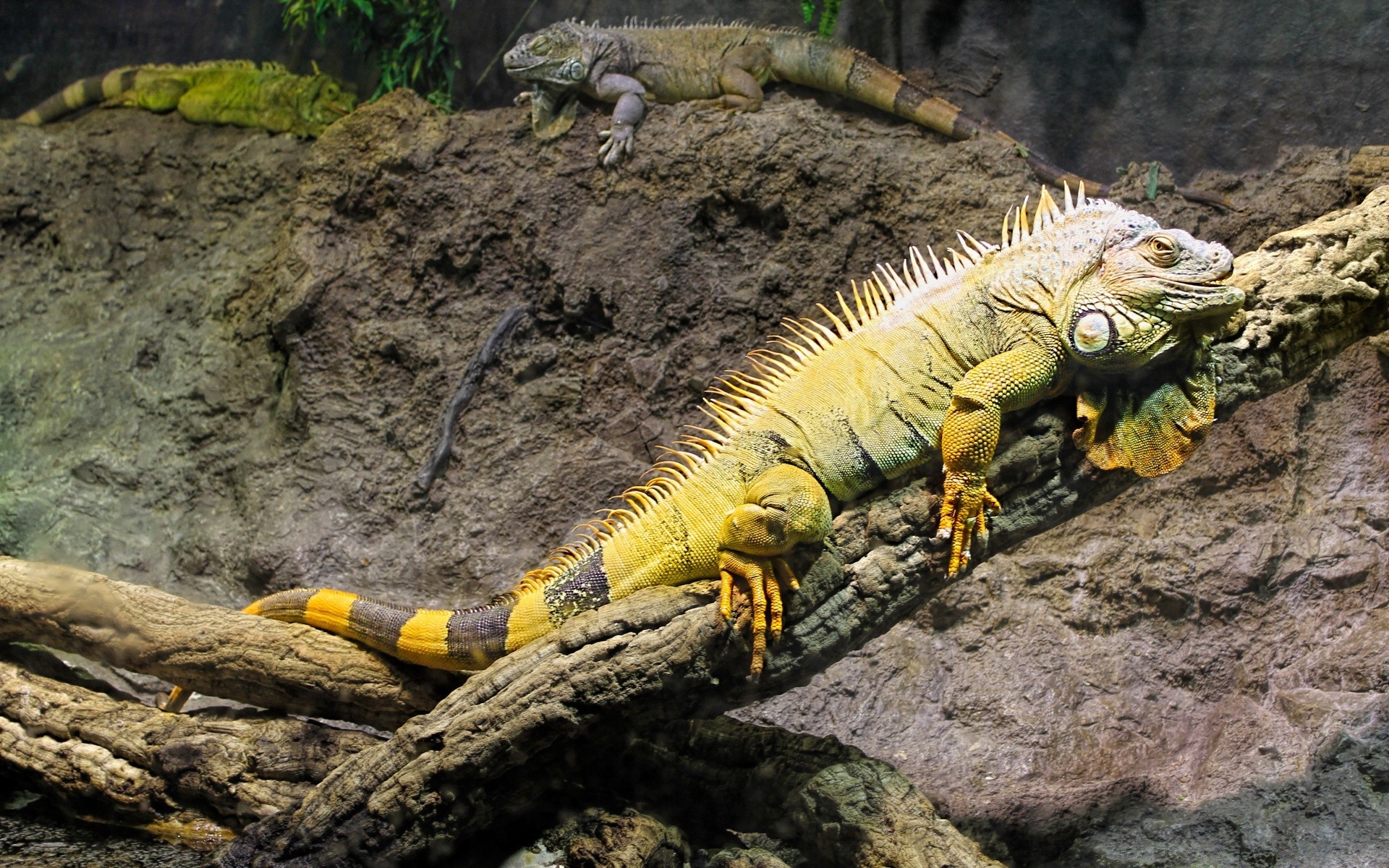 reptilien und frösche natur gazoo im freien wild tierwelt eidechse tier umwelt holz tropisch baum park