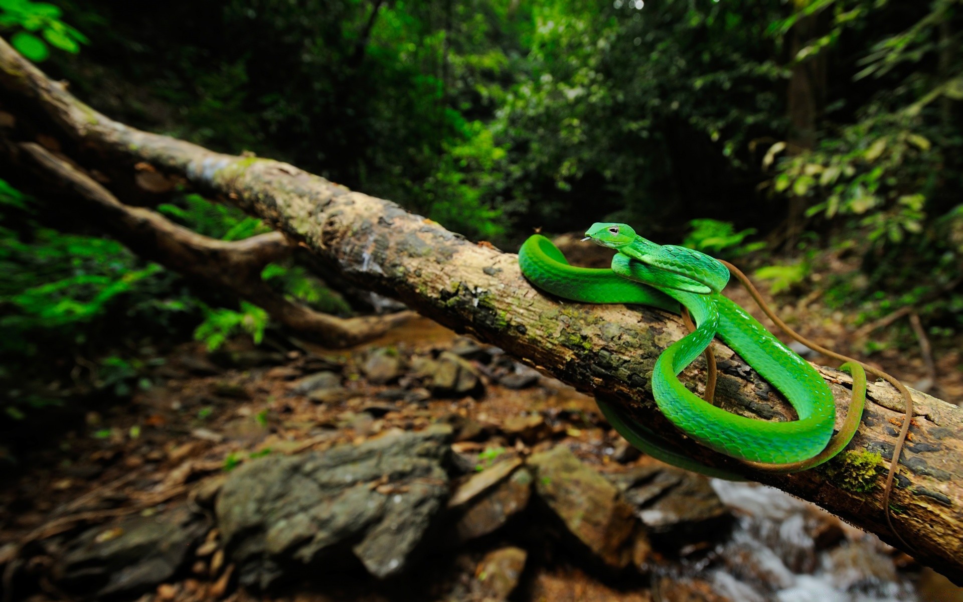 rettili e rane natura legno albero serpente desktop foglia gazebo all aperto ambiente flora colore