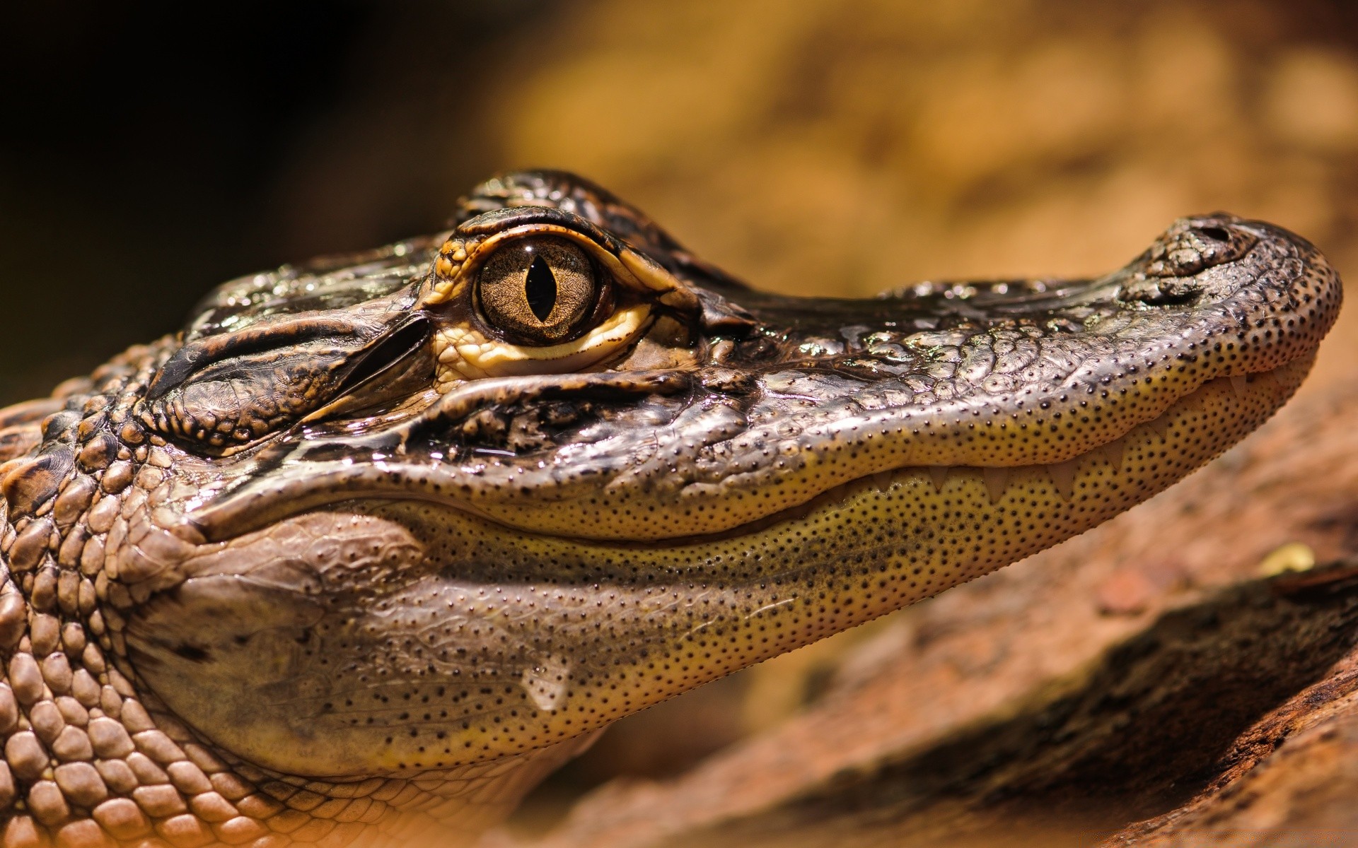 gady i żaby gadzina krokodyl przyroda aligator natura zwierzę dziki drapieżnik