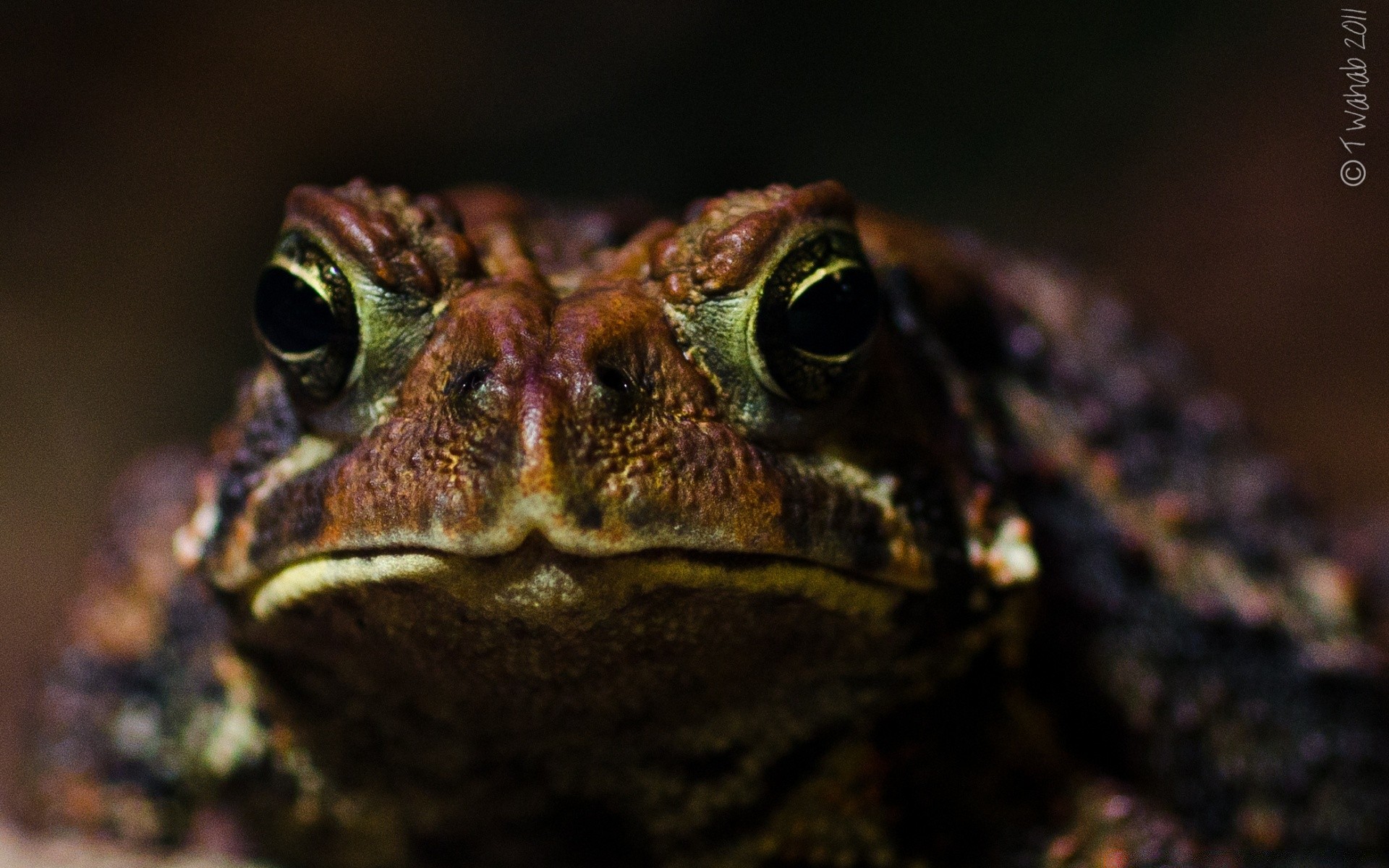 reptilien und frösche amphibien frosch gazoo tierwelt natur tier porträt auge