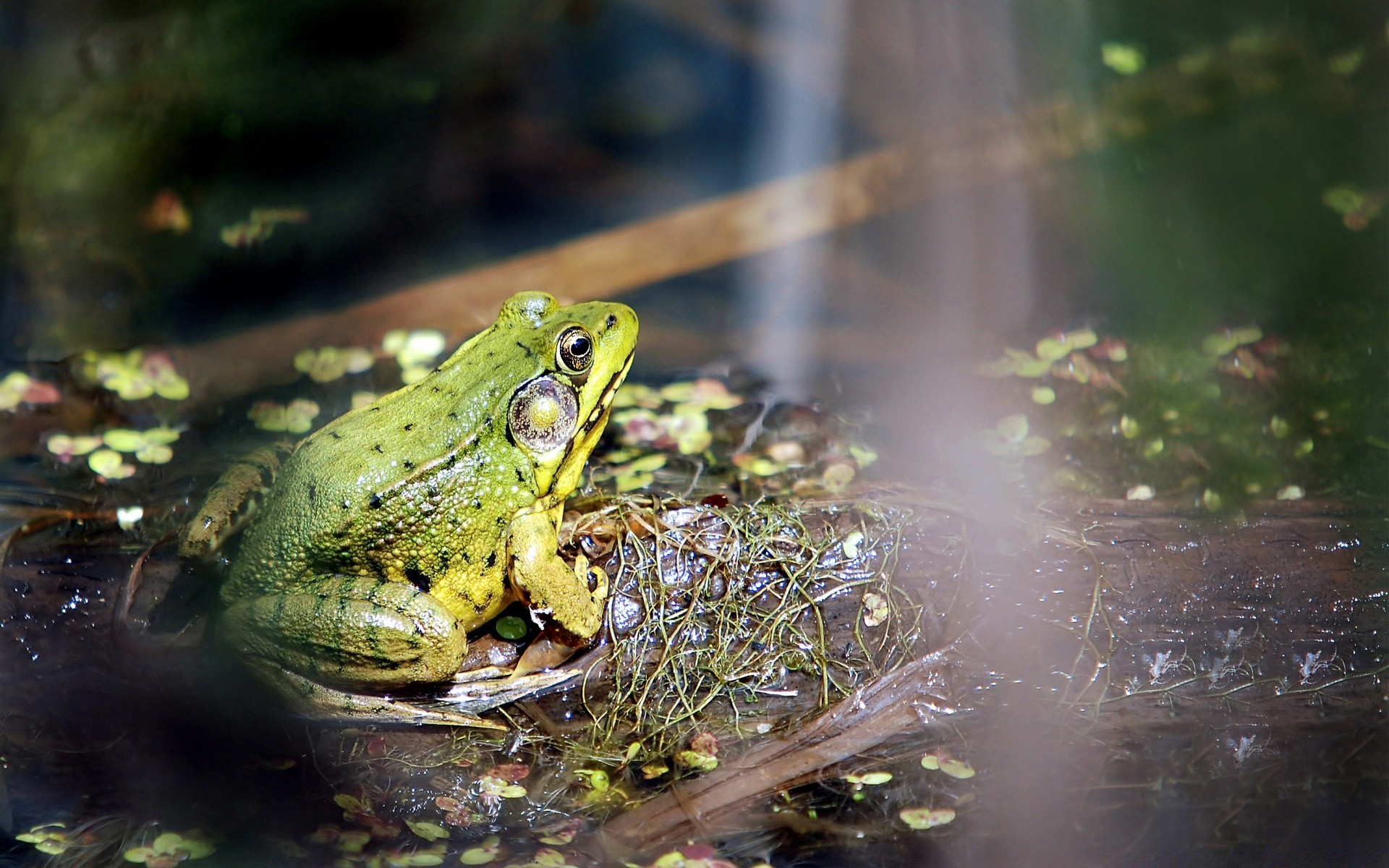 reptilien und frösche frosch amphibie wasser natur tierwelt regen im freien blatt gazoo nass pool wenig