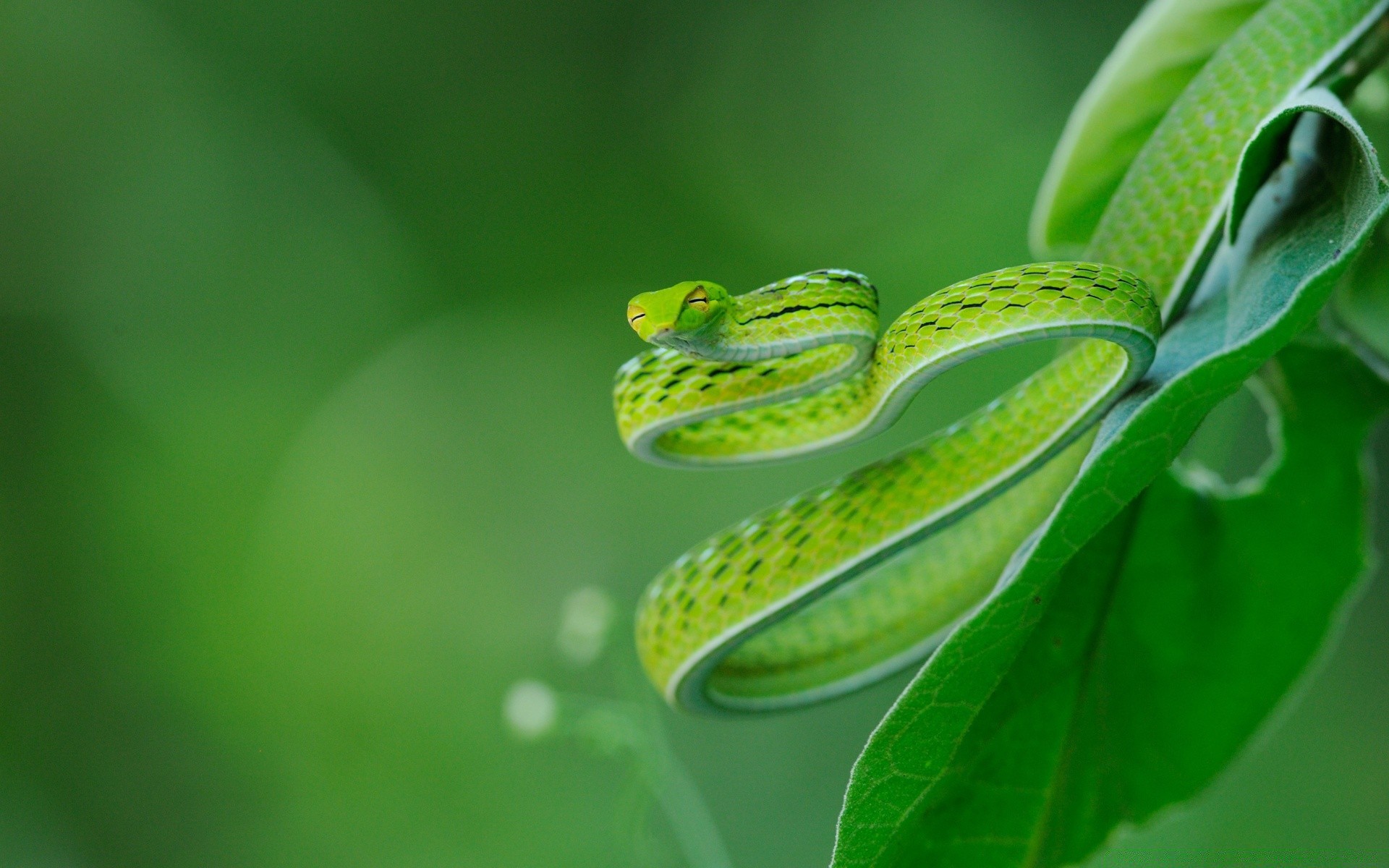 reptiles and frogs leaf nature flora rain growth garden ecology environment drop close-up color dew desktop biology freshness summer purity bright outdoors