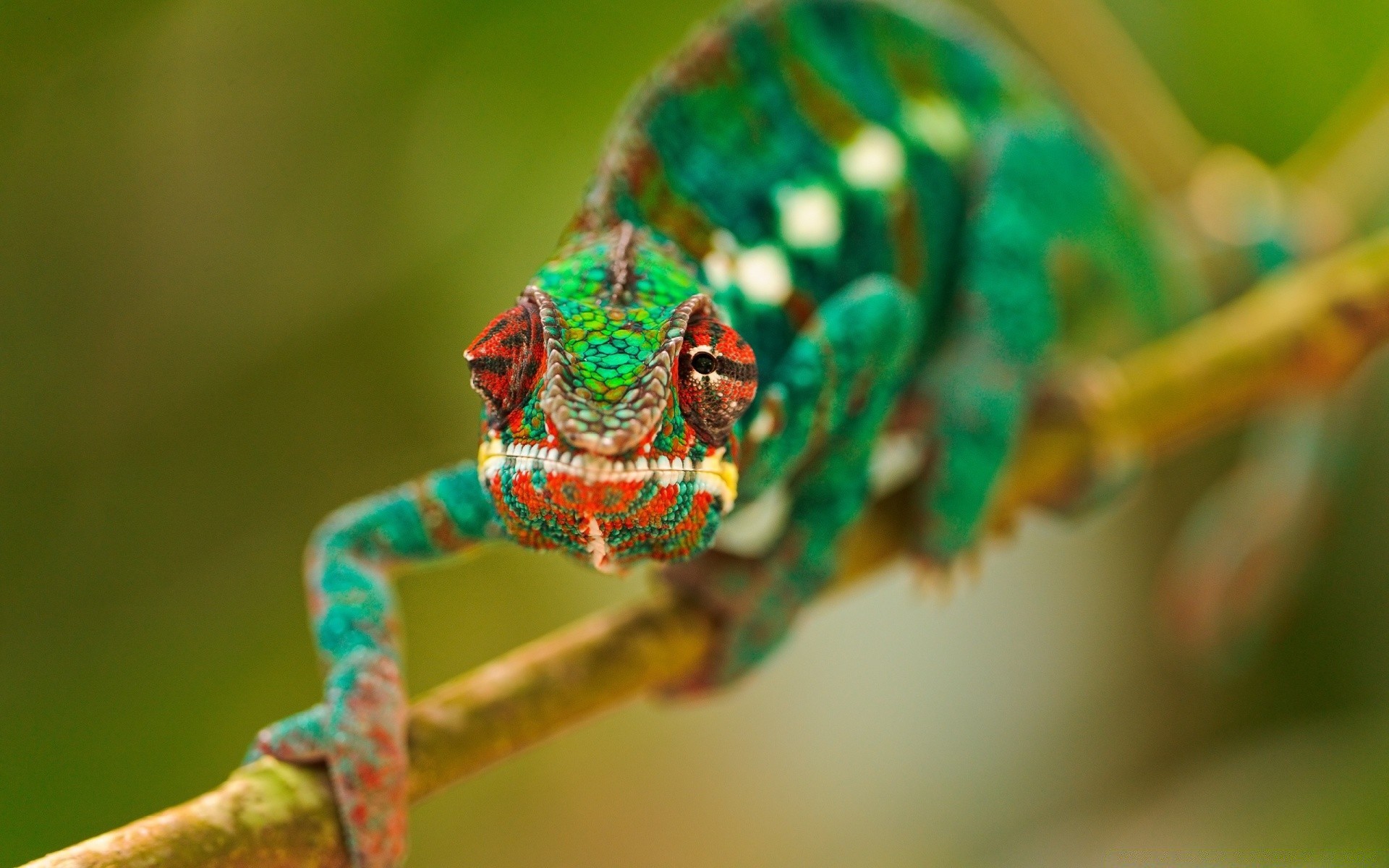 reptiles et grenouilles faune animal insecte couleur nature