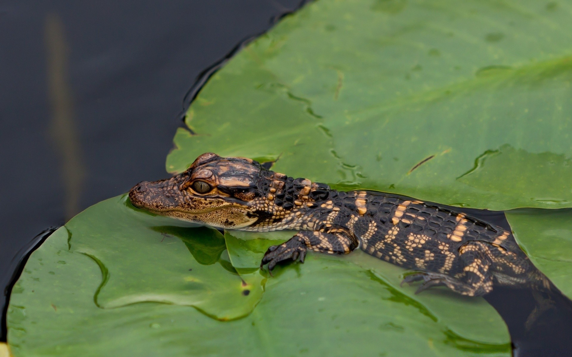 répteis e rãs réptil natureza vida selvagem água animal crocodilo piscina jacaré selvagem anfíbio ao ar livre lago