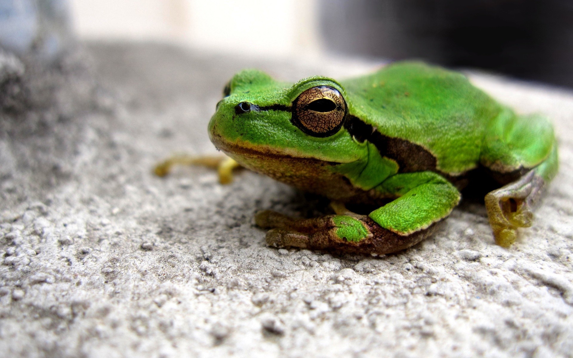 reptiles y ranas rana anfibio naturaleza vida silvestre hoja al aire libre poco