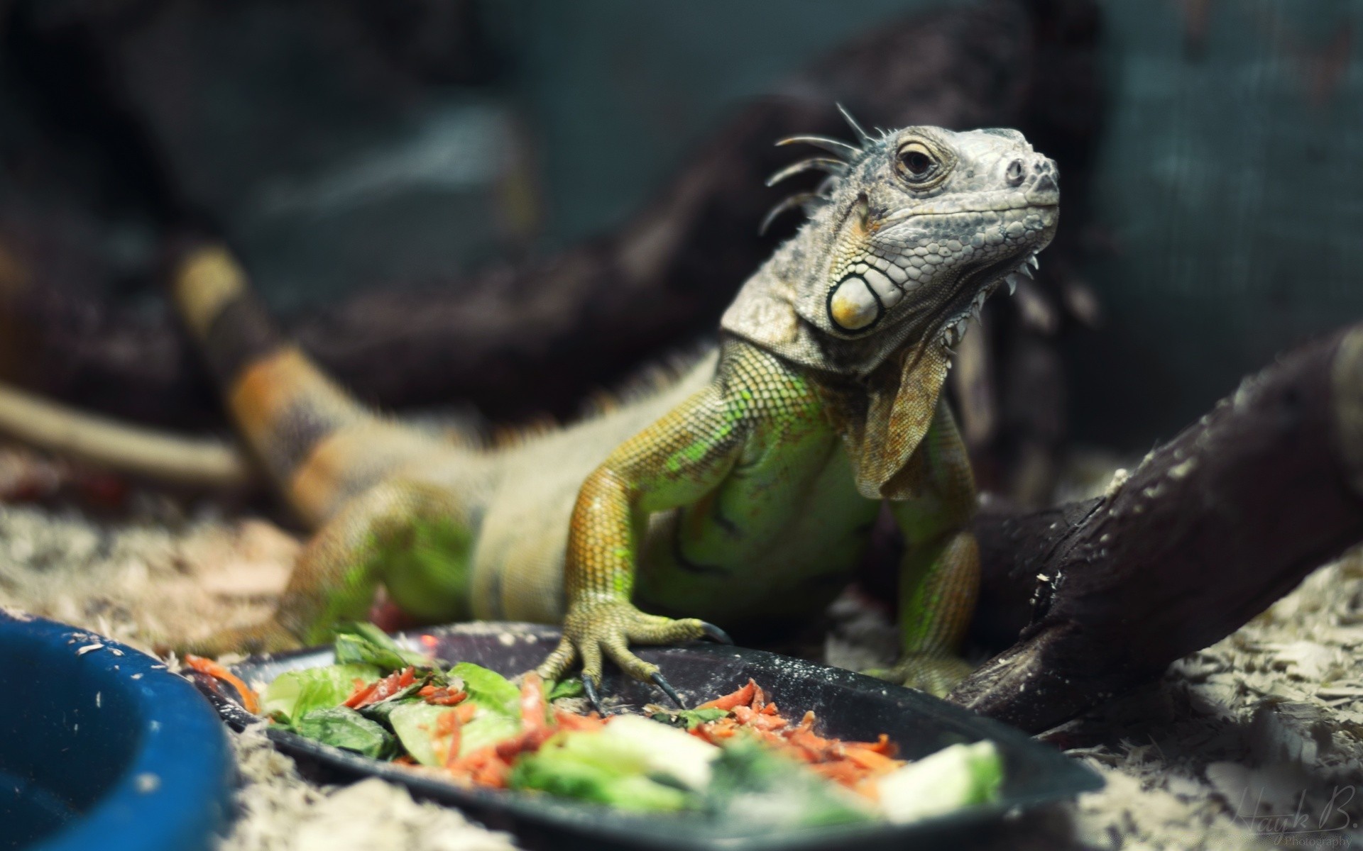 reptiles et grenouilles gazebo nature lézard tropical animal la faune dragon sauvage à l extérieur exotique zoo