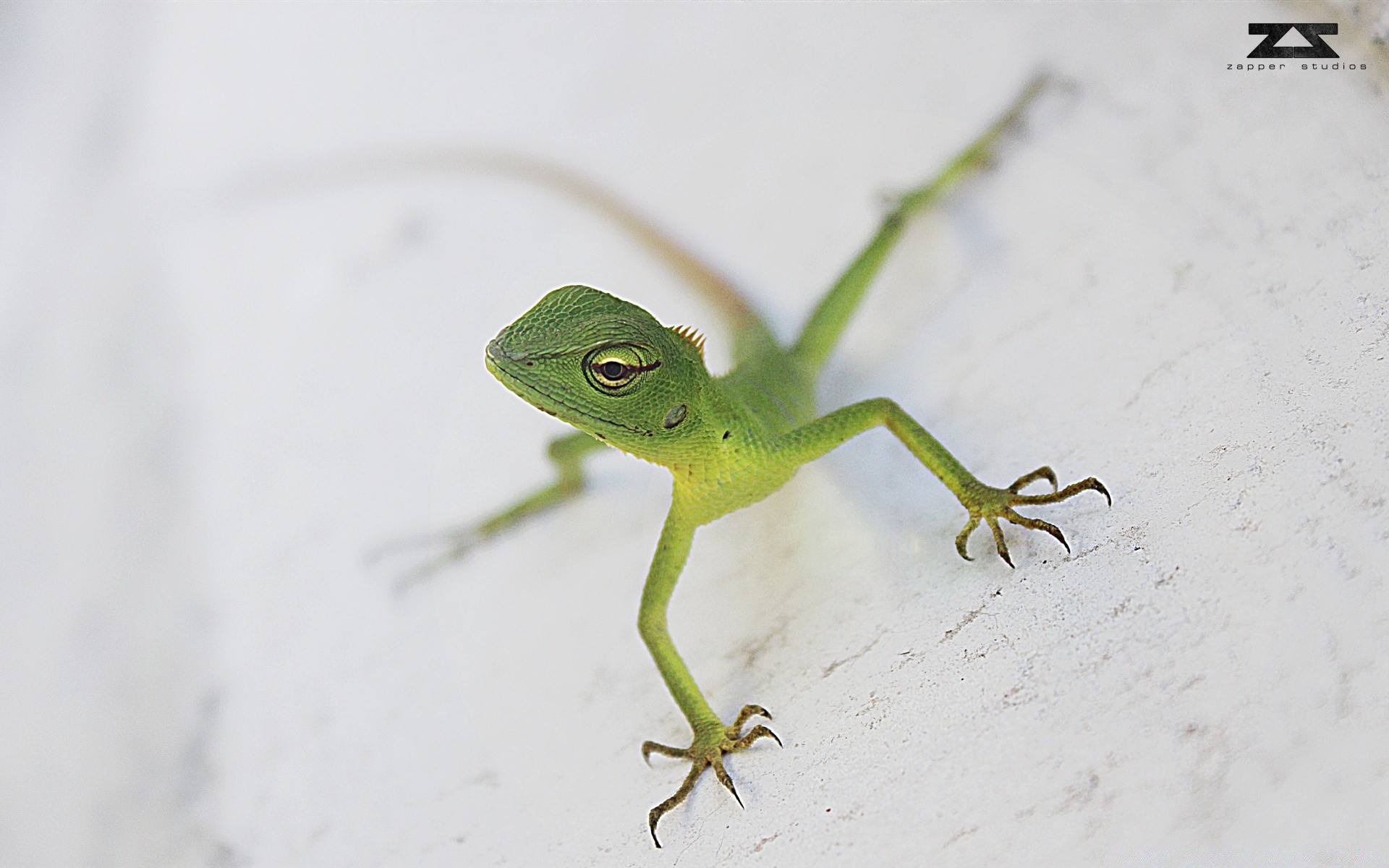 reptiles y ranas vida silvestre naturaleza rana lagarto animal hoja insecto gekko al aire libre solo saltamontes camuflaje