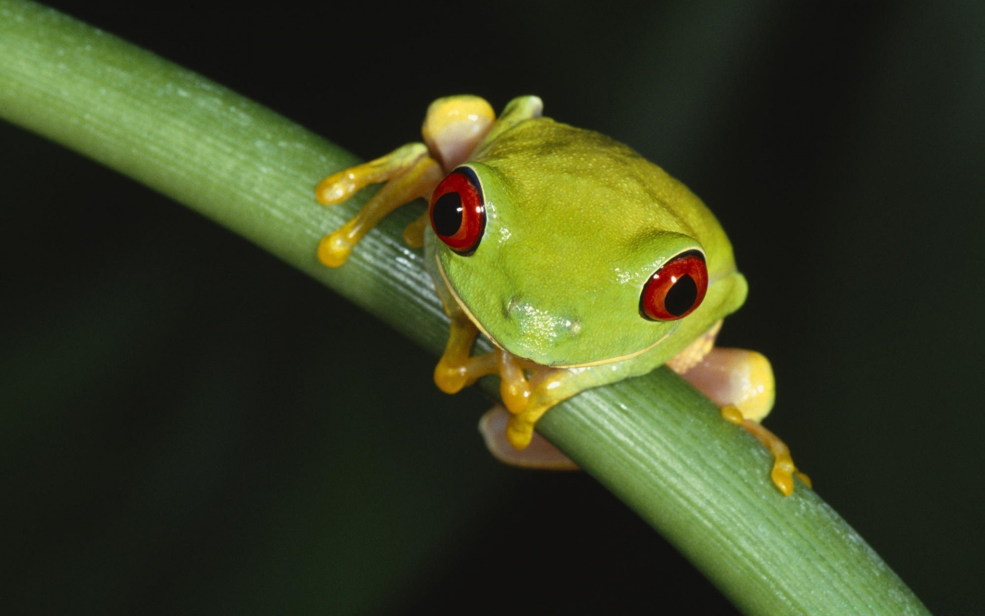 reptilien und frösche frosch insekt tierwelt natur amphibien tier biologie im freien blatt regenwald wirbellose zoologie