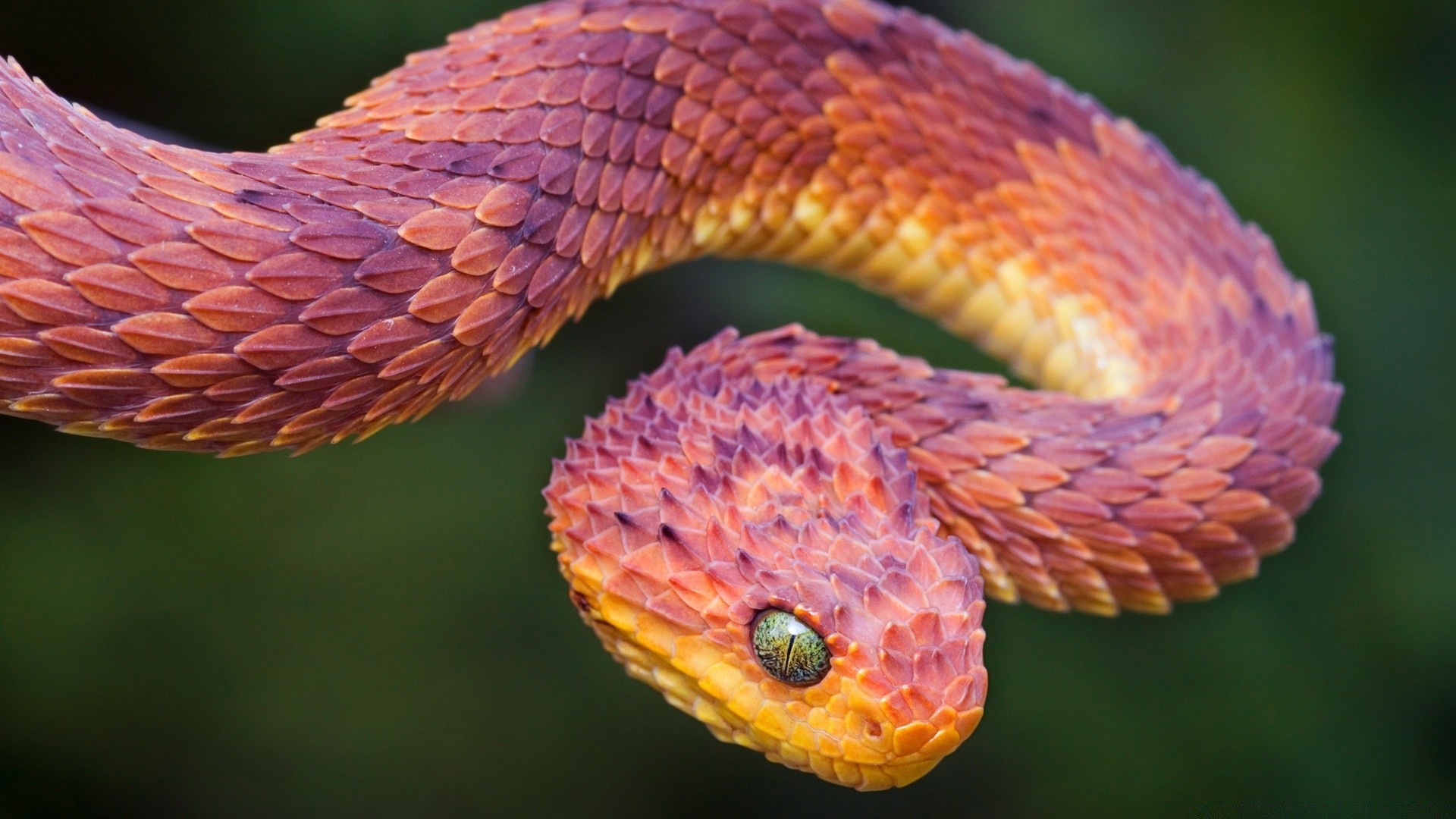 répteis e rãs cobra réptil natureza vida selvagem exótico viper animal biologia árvore boa cor veneno ao ar livre venom python selvagem desktop zoologia