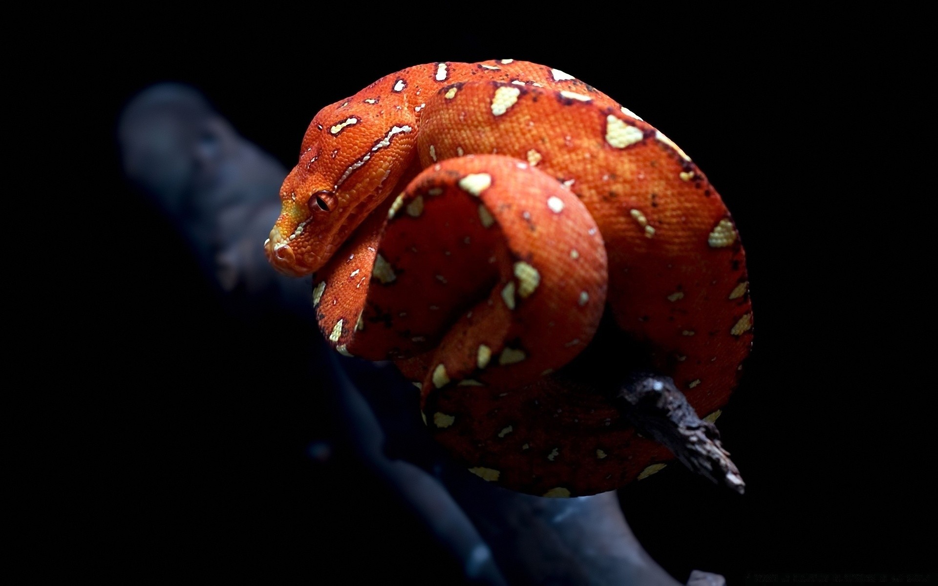 reptiles et grenouilles invertébrés sous-marin unique poissons faune biologie gazebo serpent vue latérale eau