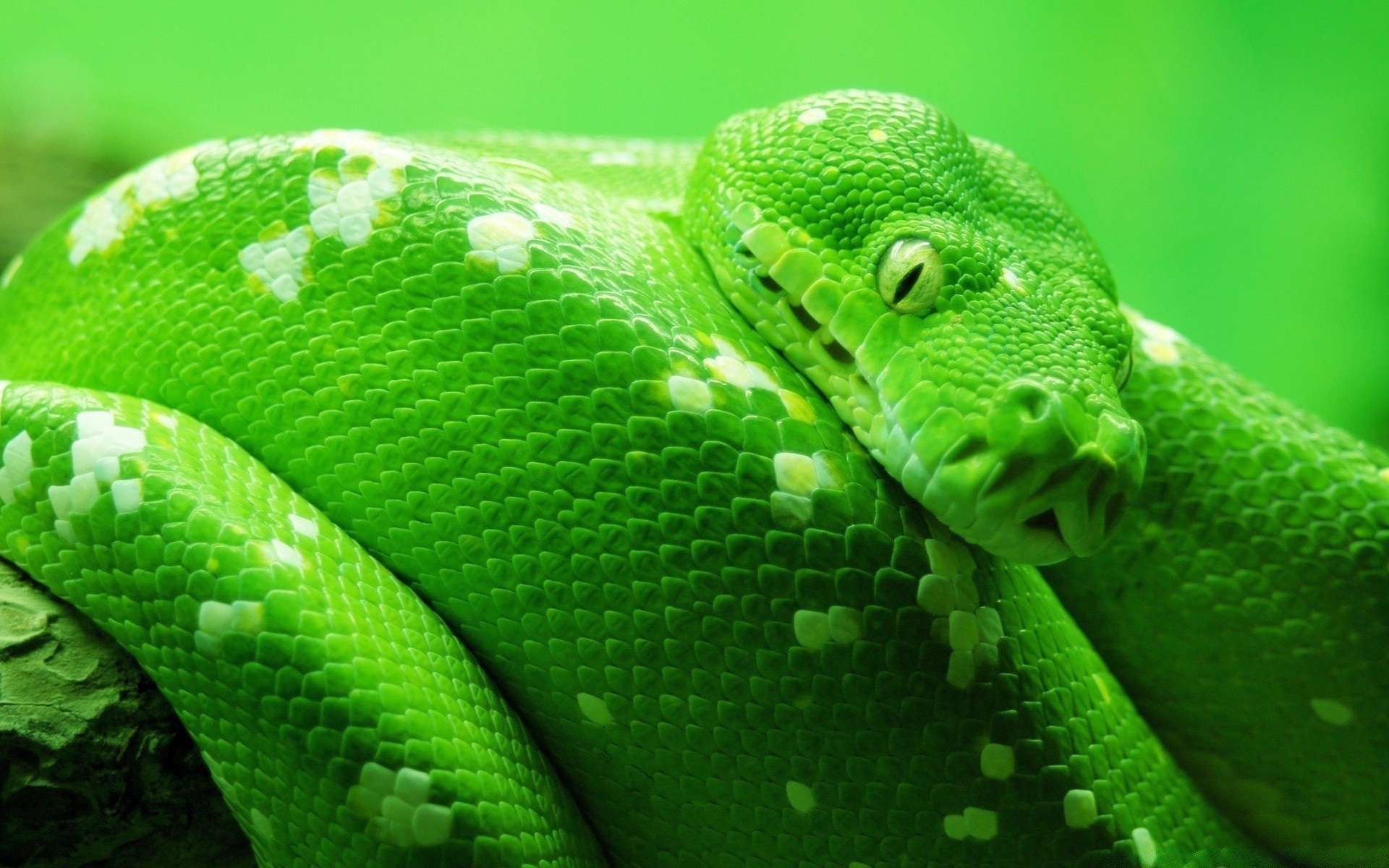 rettili e rane serpente gazoo pitone boa viper esotico fauna selvatica natura venom veleno scivolare scala animale tropicale erpetologia predatore zoologia biologia mortale albino