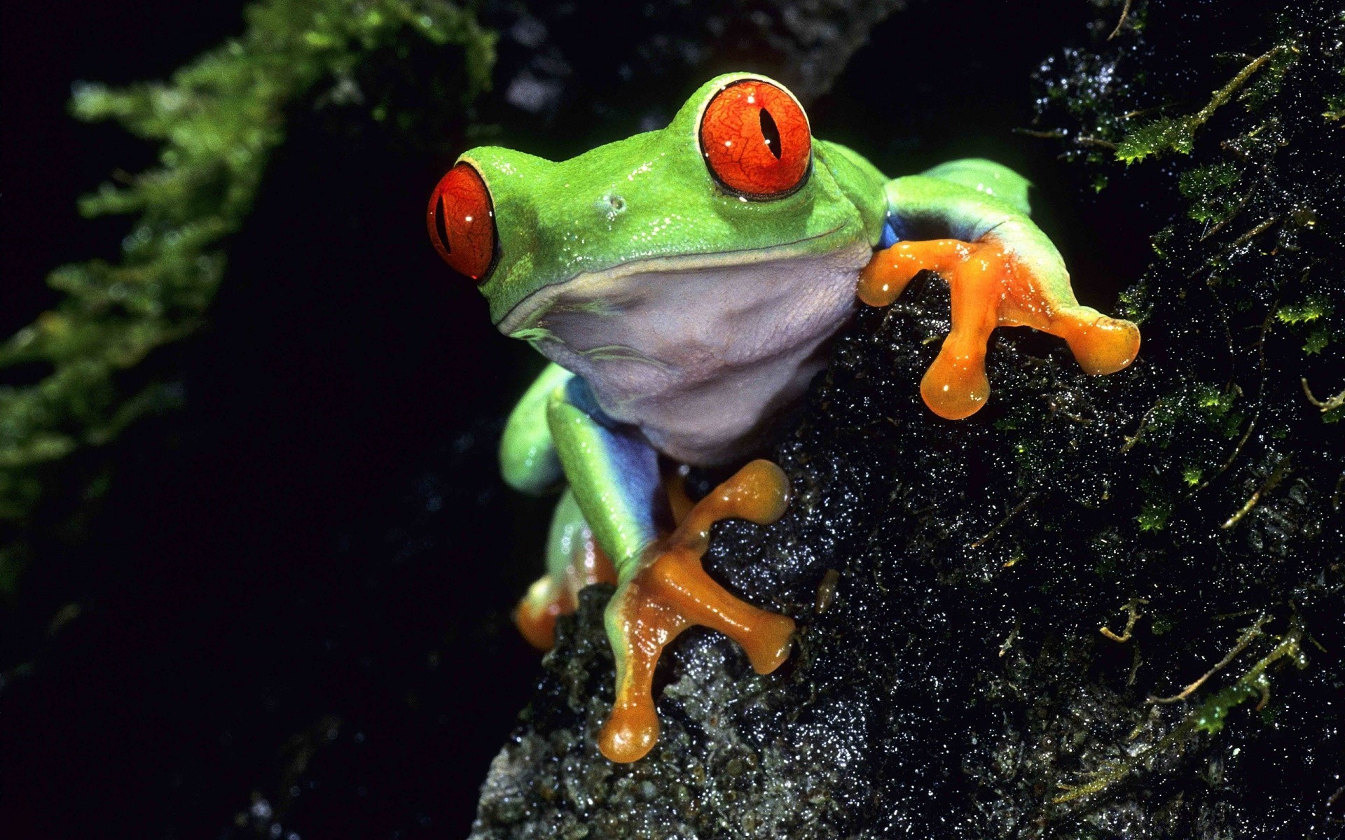 gady i żaby żaba płazy las deszczowy dzika przyroda podwodny woda natura bezkręgowce gadzina światło dzienne zwierzę