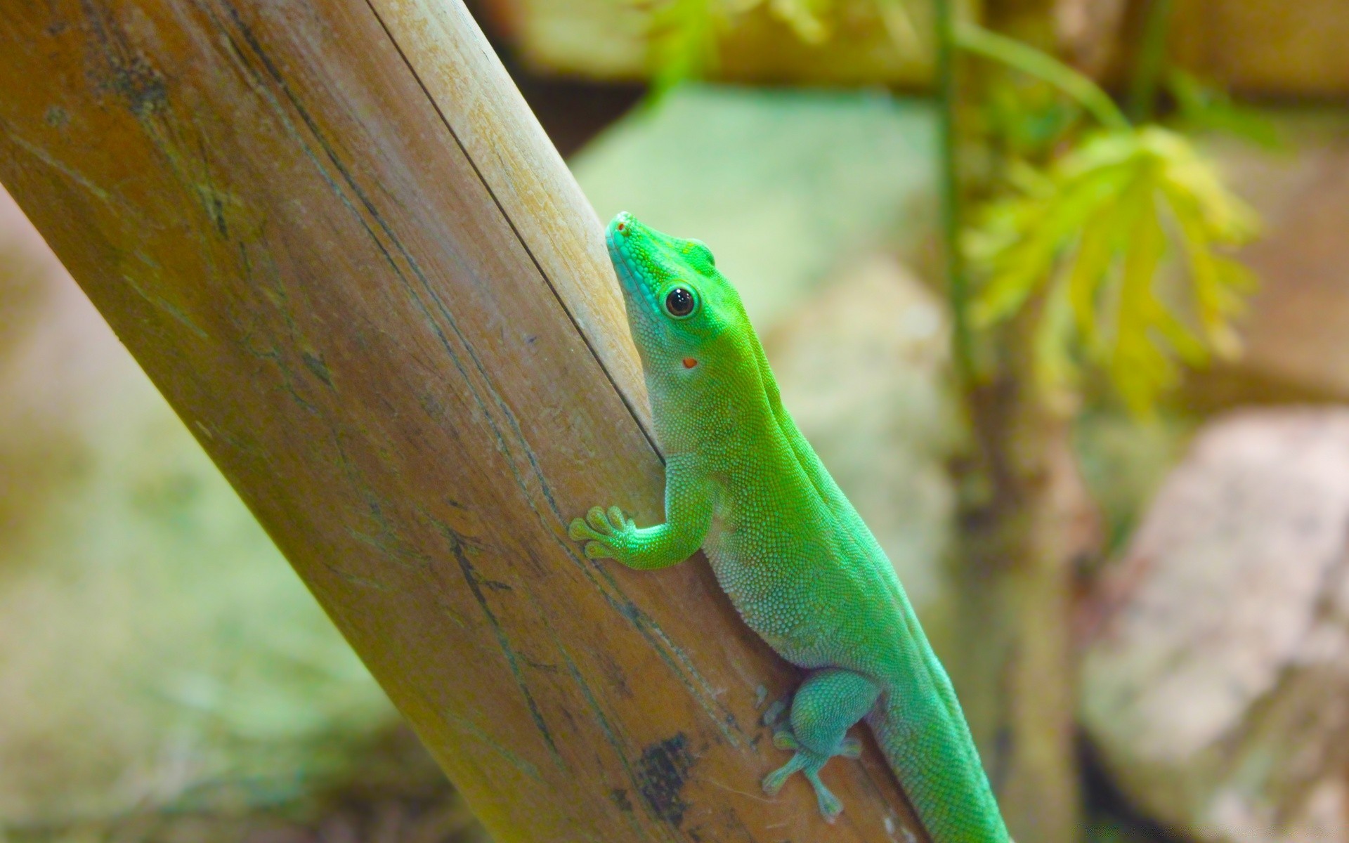 reptiles and frogs nature lizard reptile wildlife outdoors tropical leaf exotic wood one tree zoo rainforest gecko