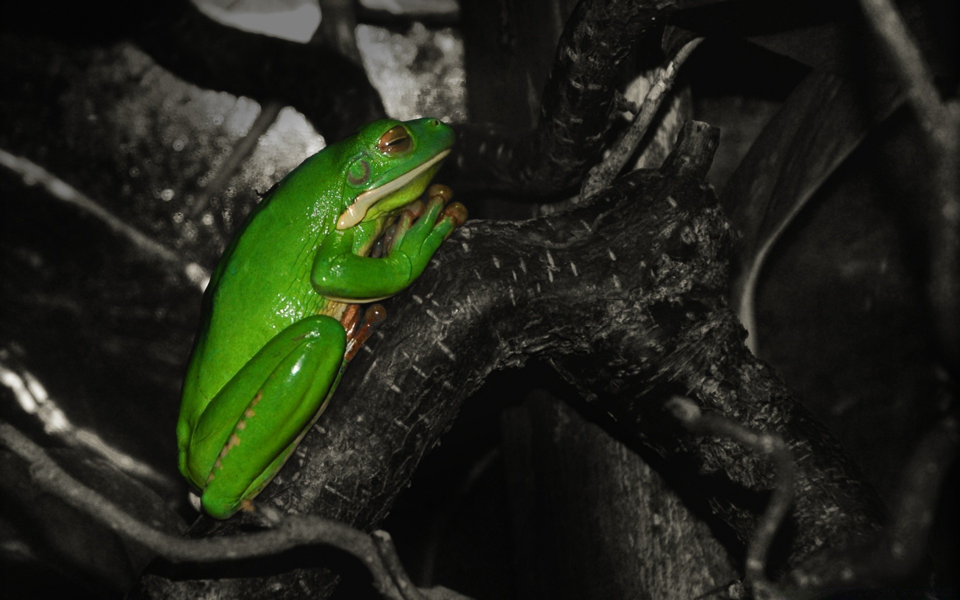 reptiles and frogs frog amphibian wildlife rainforest rain reptile animal leaf nature