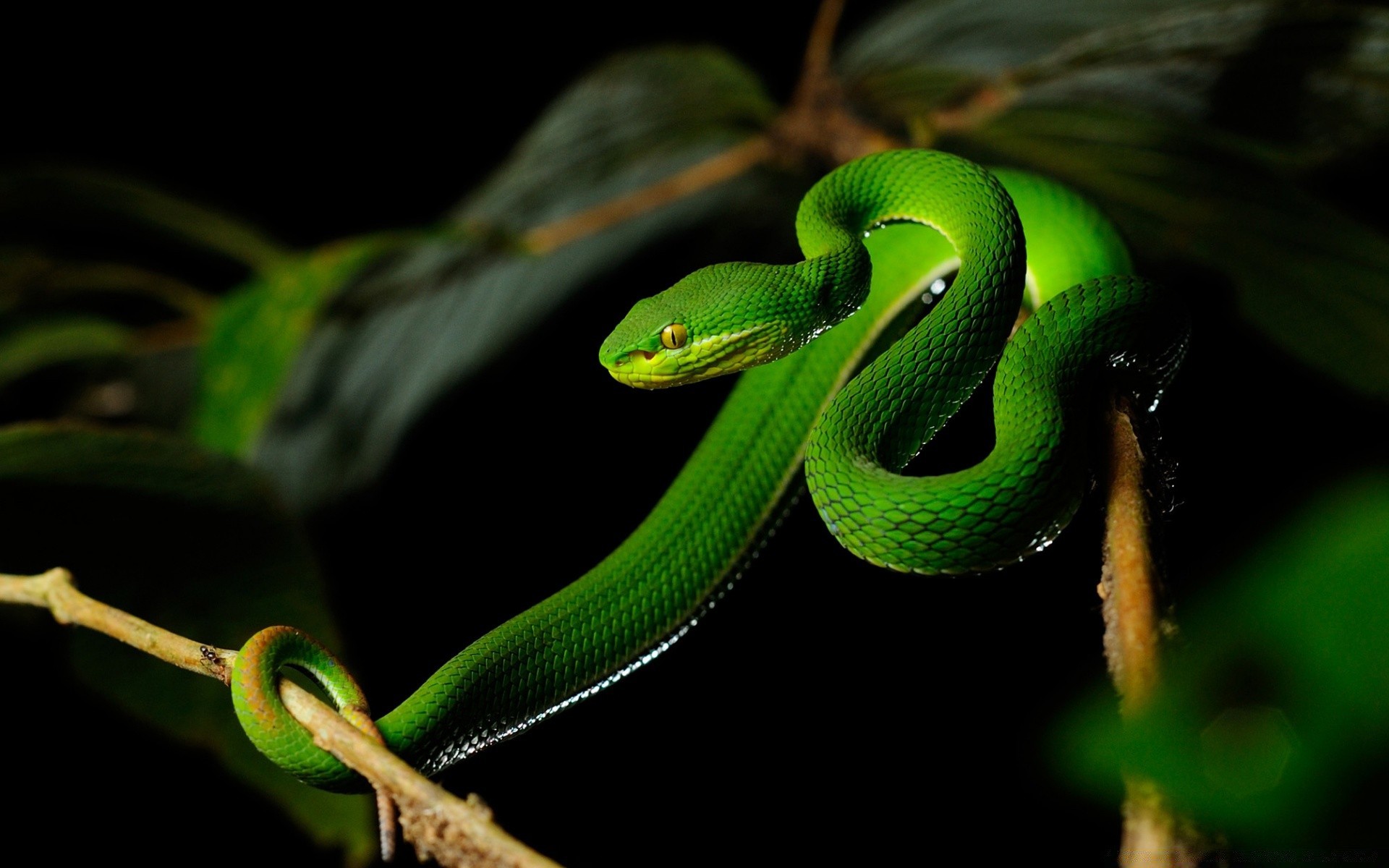 répteis e rãs cobra réptil veneno vida selvagem viper boa venom natureza animal python exótico folha zoologia biologia árvore cor predador deslizar