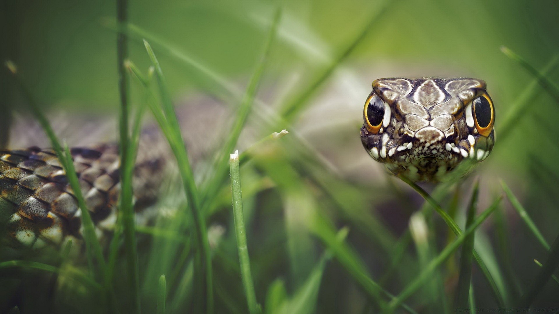 répteis e rãs natureza grama vida selvagem ao ar livre animal gadanheira folha