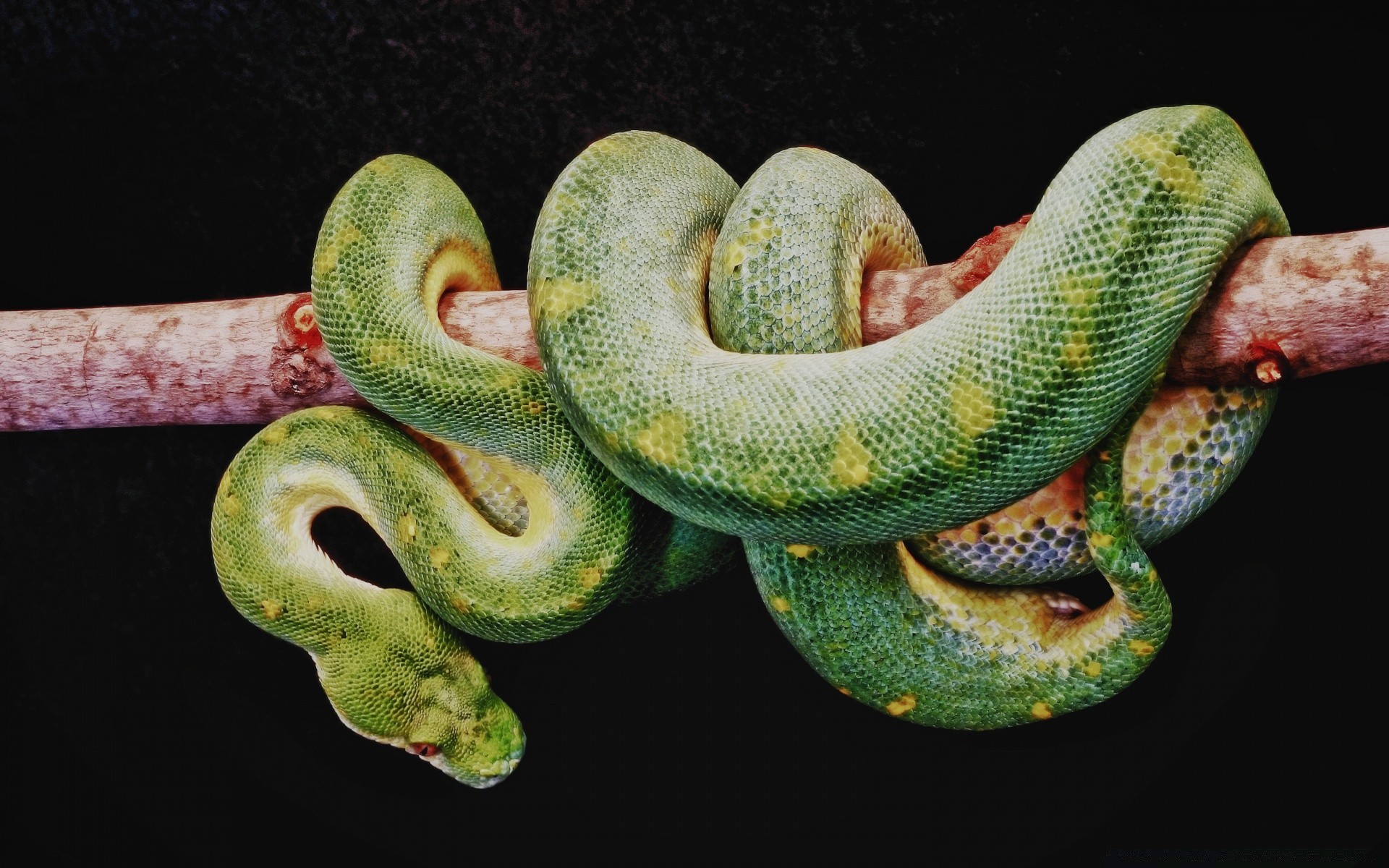 répteis e rãs cobra réptil python boa exótico animal natureza vida selvagem viper biologia veneno tropical zoologia cor desktop venom perigo animal de estimação selvagem