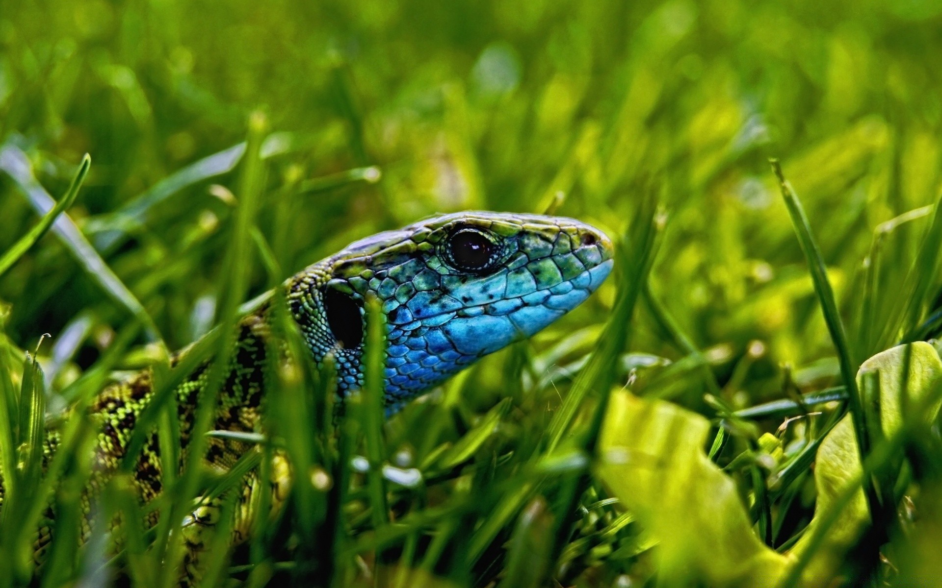 reptiles and frogs grass nature outdoors hayfield flora close-up environment field summer leaf garden lawn bright color