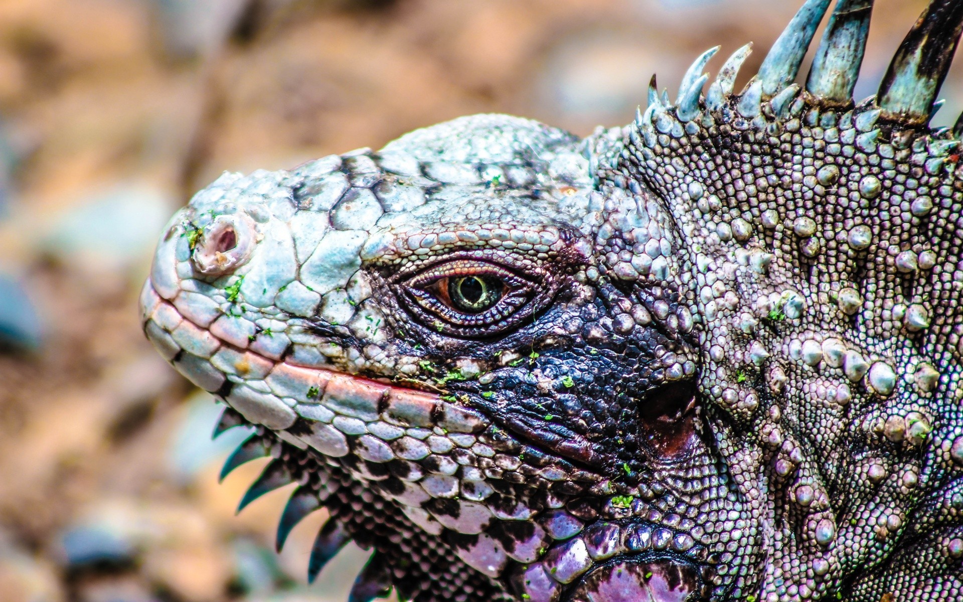 reptiles et grenouilles lézard gazebo nature animal dragon faune gros plan tête tropical pic à l extérieur sauvage portrait espèces échelle