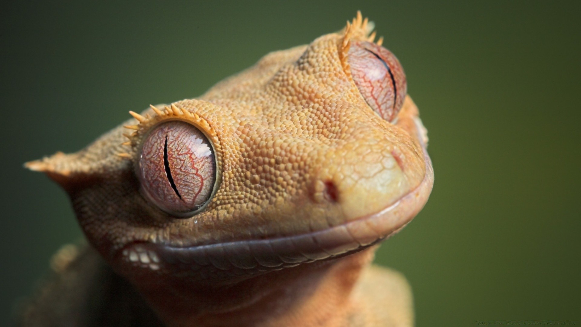 rettili e rane gazoo lucertola drago fauna selvatica geco animale domestico ritratto natura animale singolo camaleonte scala pelle esotico