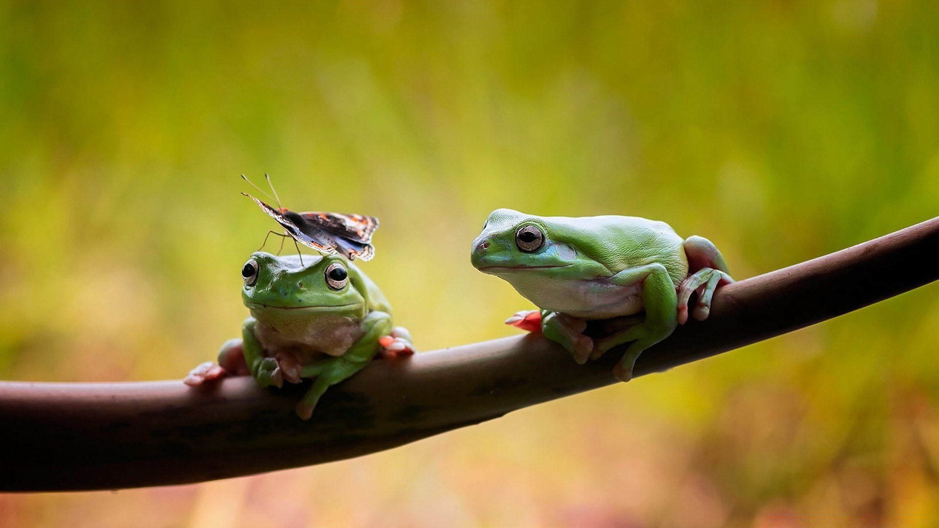 reptiles et grenouilles grenouille amphibiens la faune la nature gazoo feuille animal à l extérieur hyla information forêt tropicale tropicale arbre oeil pluie curiosité peu portrait unique environnement