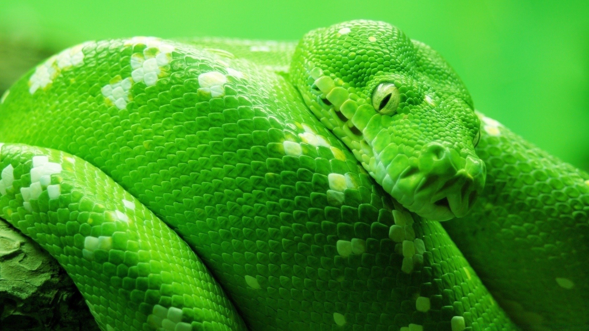 reptiles et grenouilles serpent gazebo python boa viper exotique venin venin faune glisser nature échelle herpétologie animal zoologie mortel tropical prédateur crotale albinos