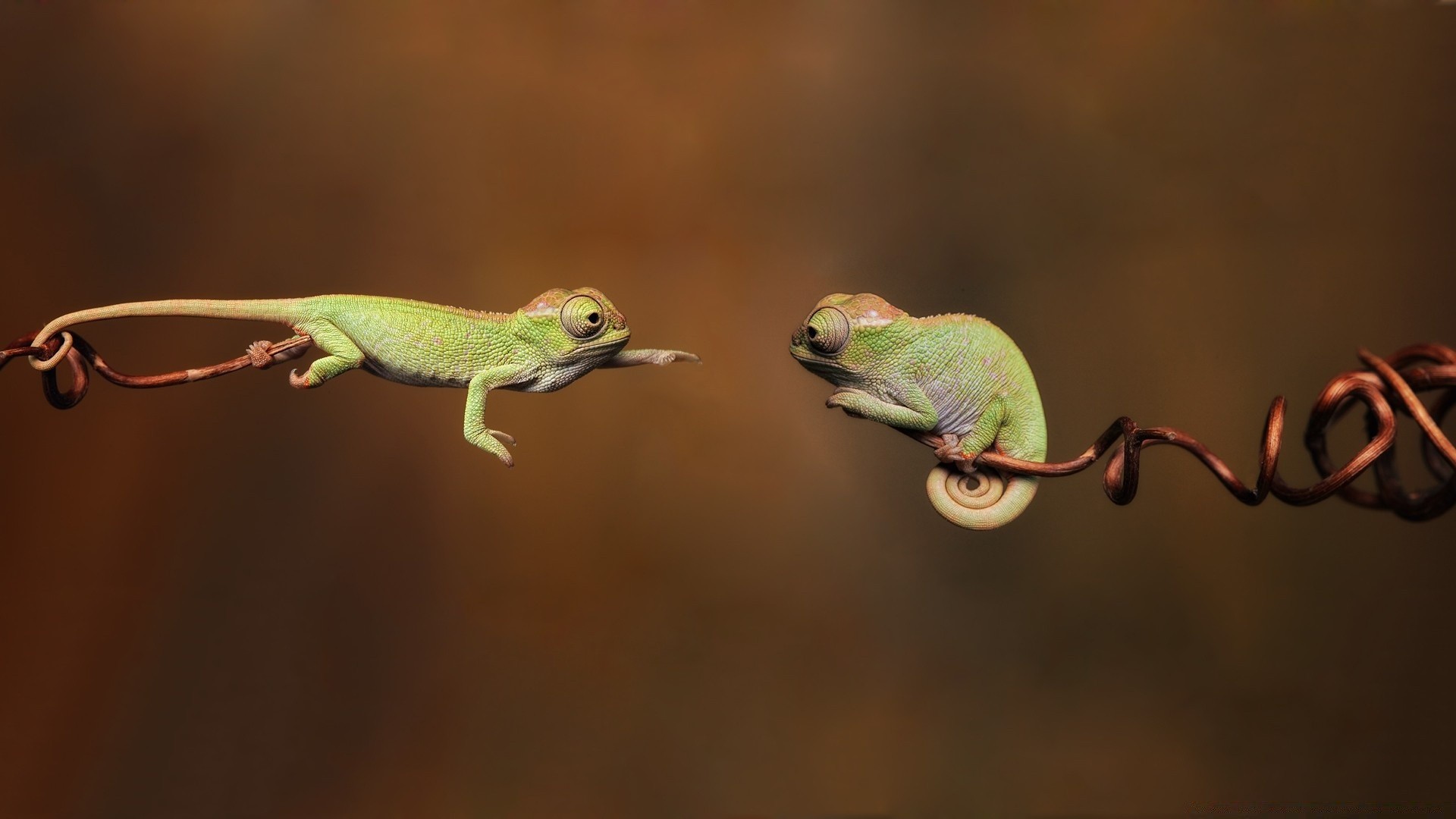 reptiles and frogs wildlife animal nature reptile lizard frog color side view tree portrait gecko tropical leaf