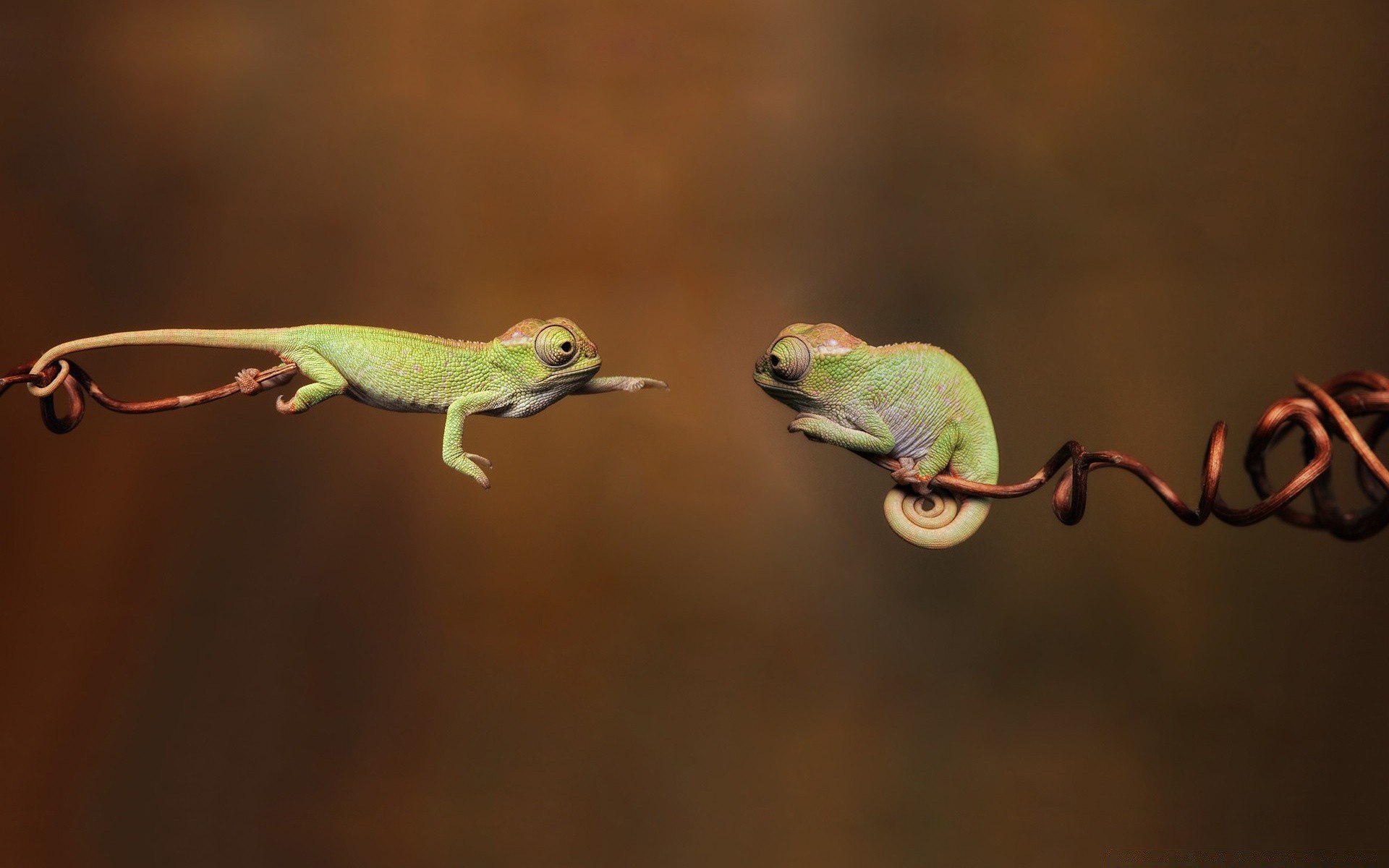 répteis e rãs vida selvagem natureza gadget sapo animal lagarto vista lateral gekko ao ar livre folha árvore biologia