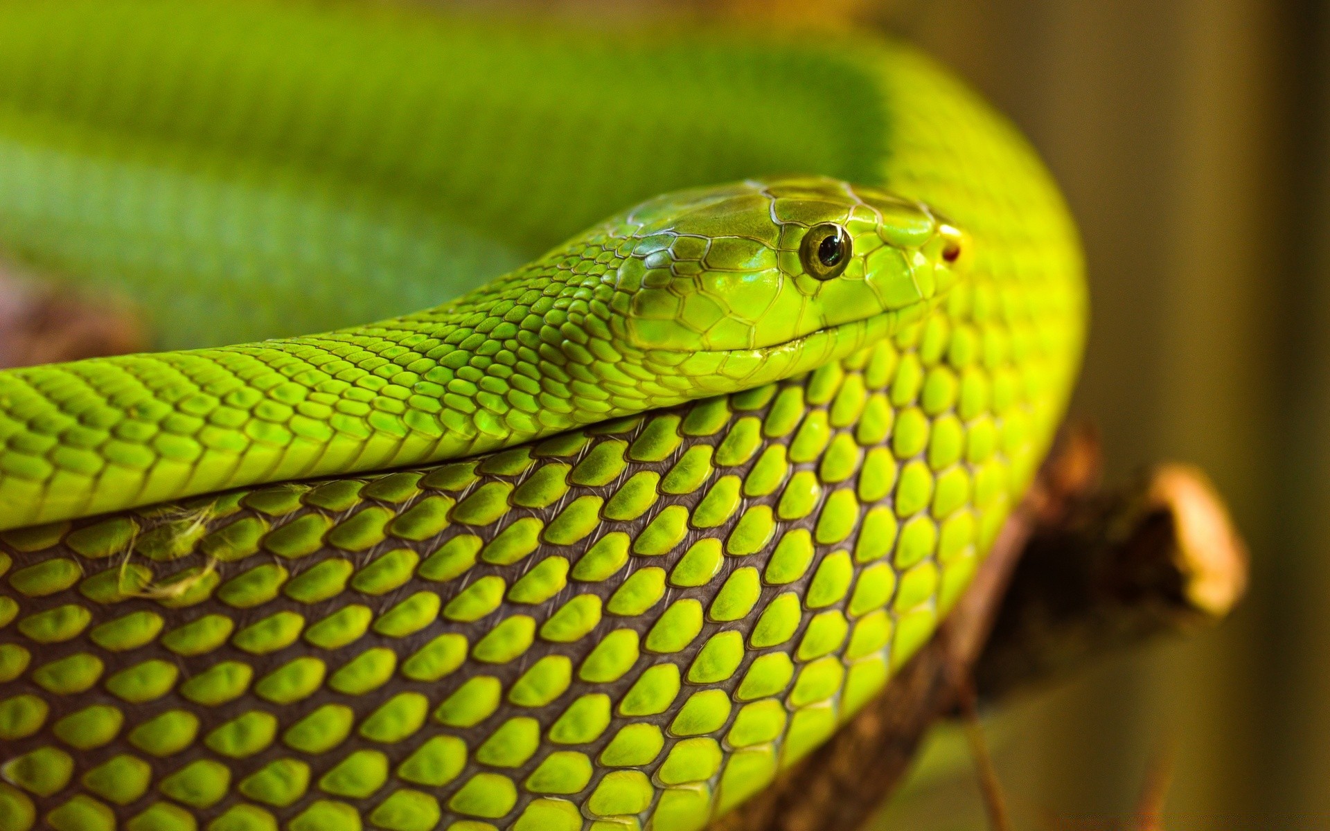 reptiles y ranas serpiente gazoo viper pitón vida silvestre boa animal naturaleza veneno cobra veneno exótico mascota serpiente de cascabel escala peligro biología deslizarse zoología