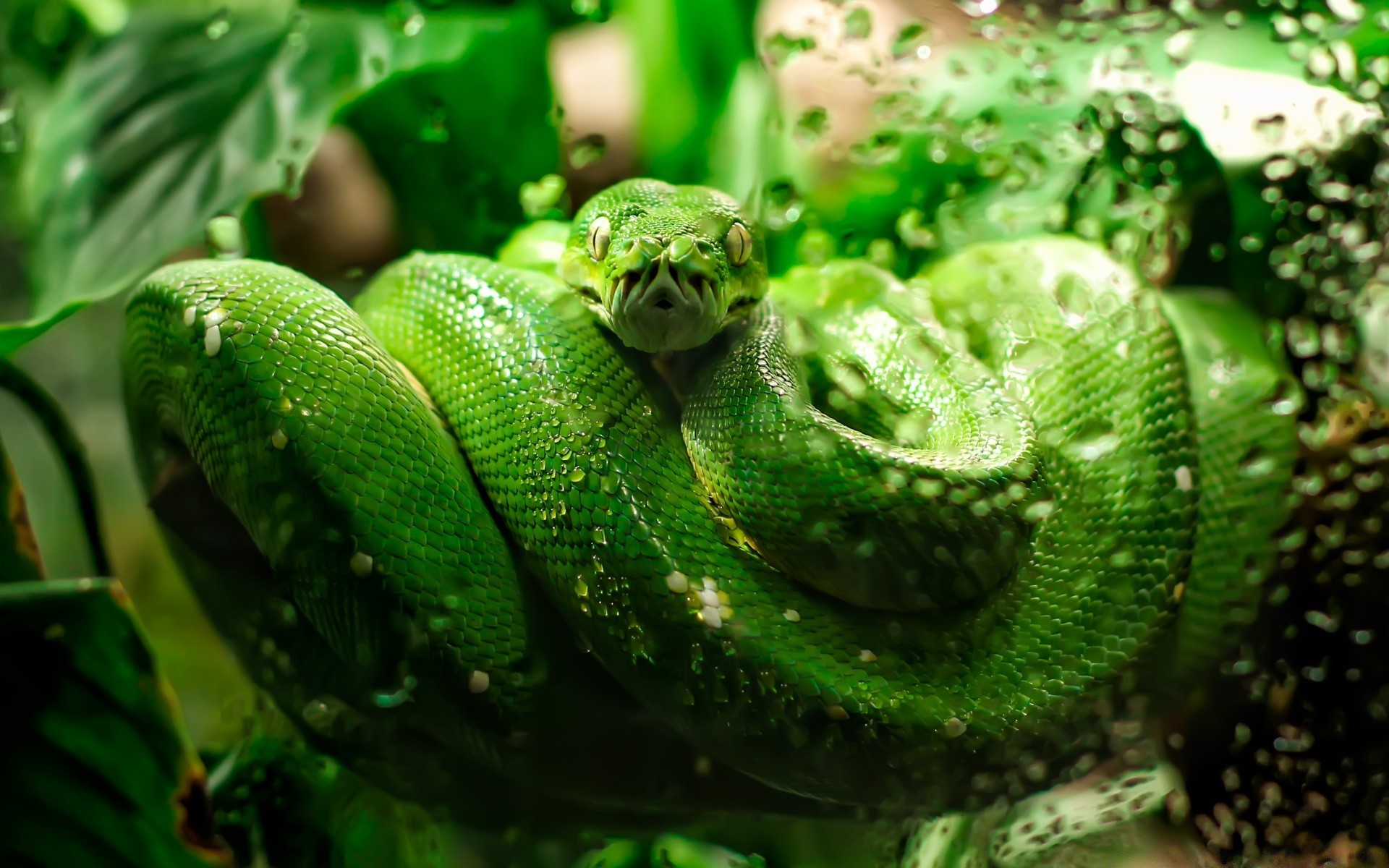 reptiles y ranas serpiente gazoo naturaleza hoja pitón animal exótico vida silvestre escritorio viper flora boa tropical color comida