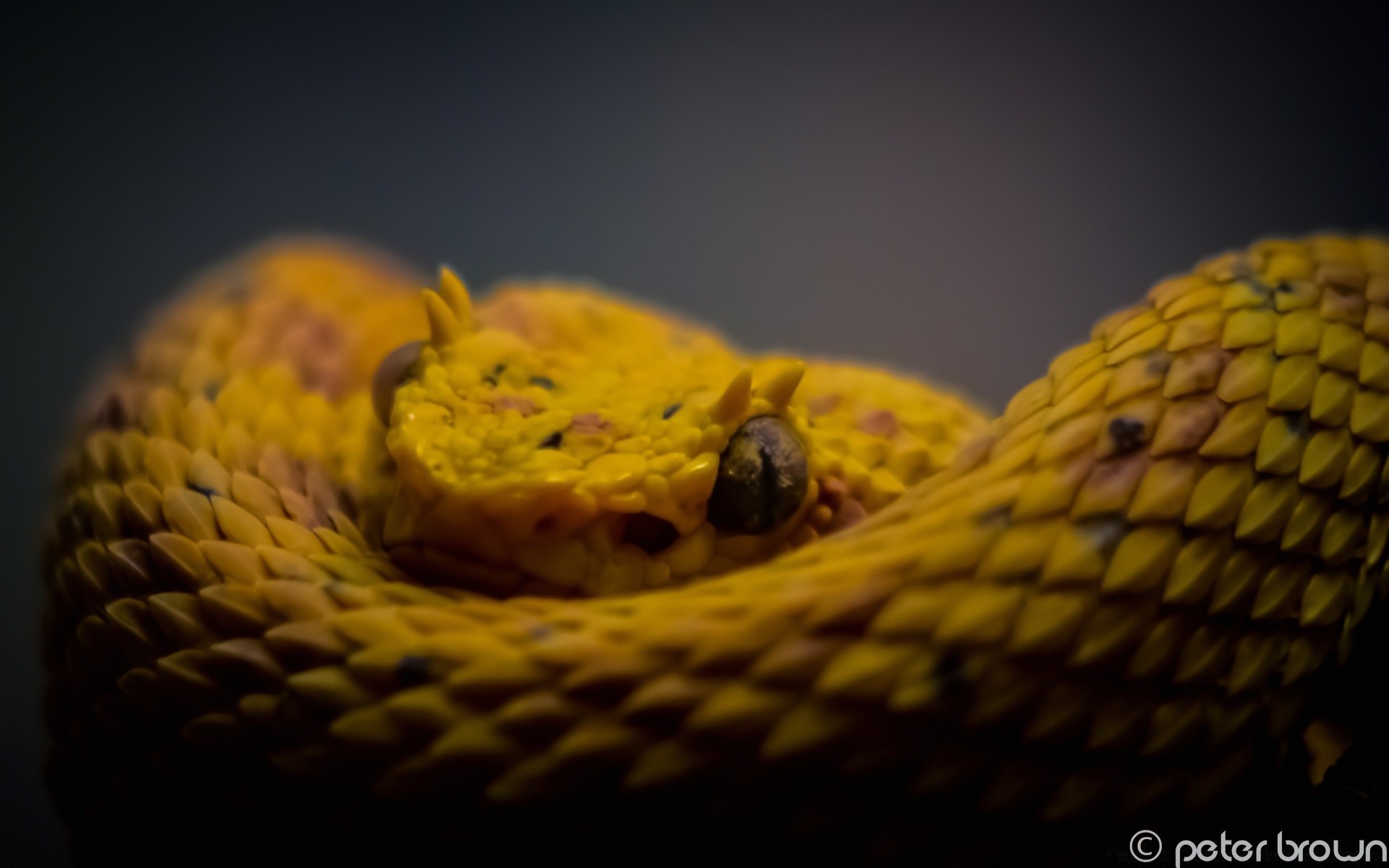 répteis e rãs cobra réptil python boa viper desktop natureza cobra veneno animal venom exótico vida selvagem zoologia biologia cor animal de estimação perigo padrão