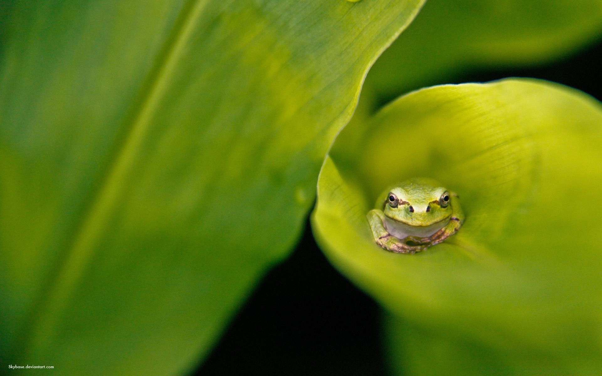 rettili e rane foglia rana pioggia natura flora anfibio all aperto ecologia crescita estate rugiada luminoso bagnato caduta biologia acqua