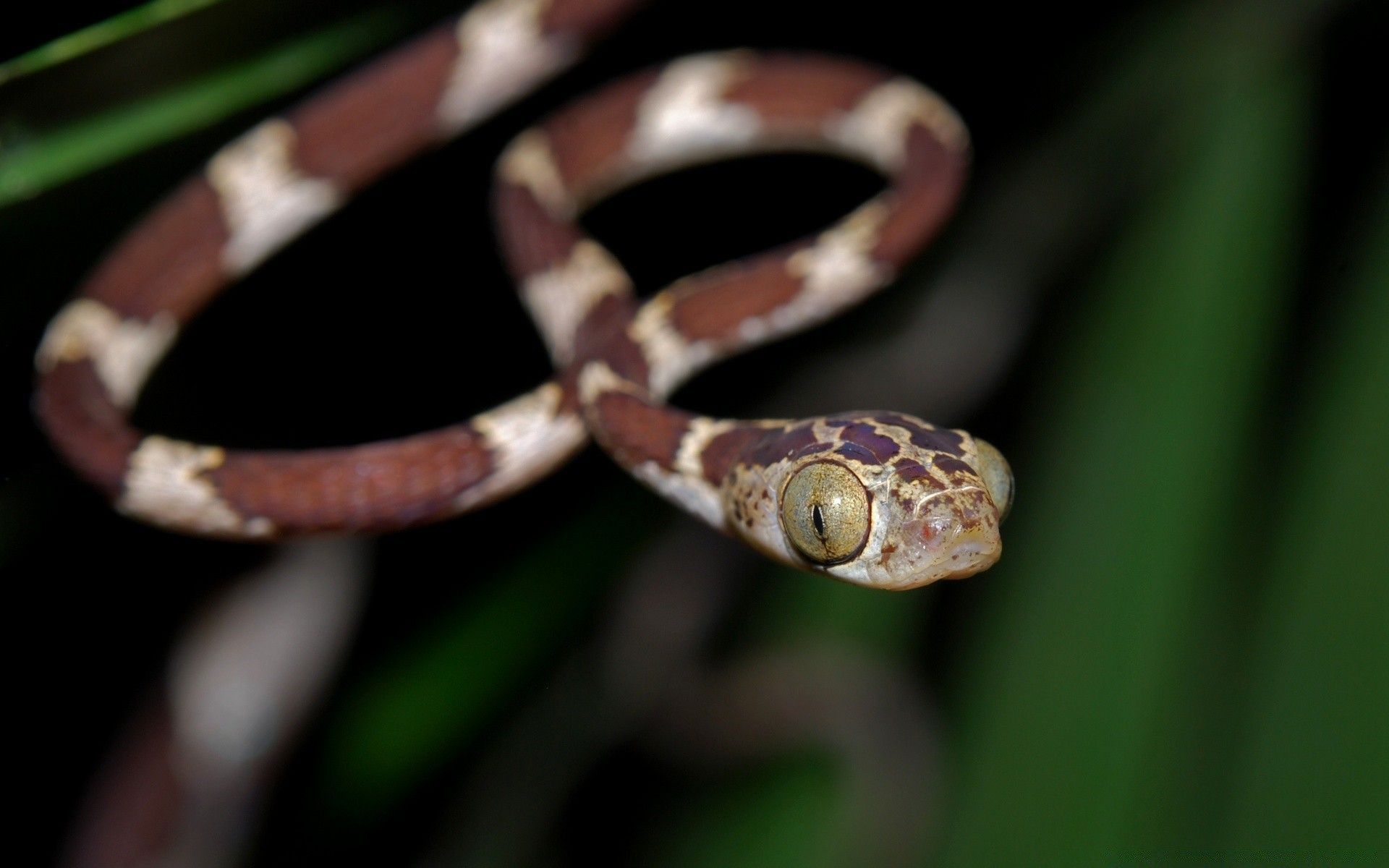 gady i żaby wąż gadzina natura przyroda zwierzę boa zoologia pyton egzotyczne jad pulpit kolor jad niebezpieczeństwo viper dziki na zewnątrz biologia gatunki