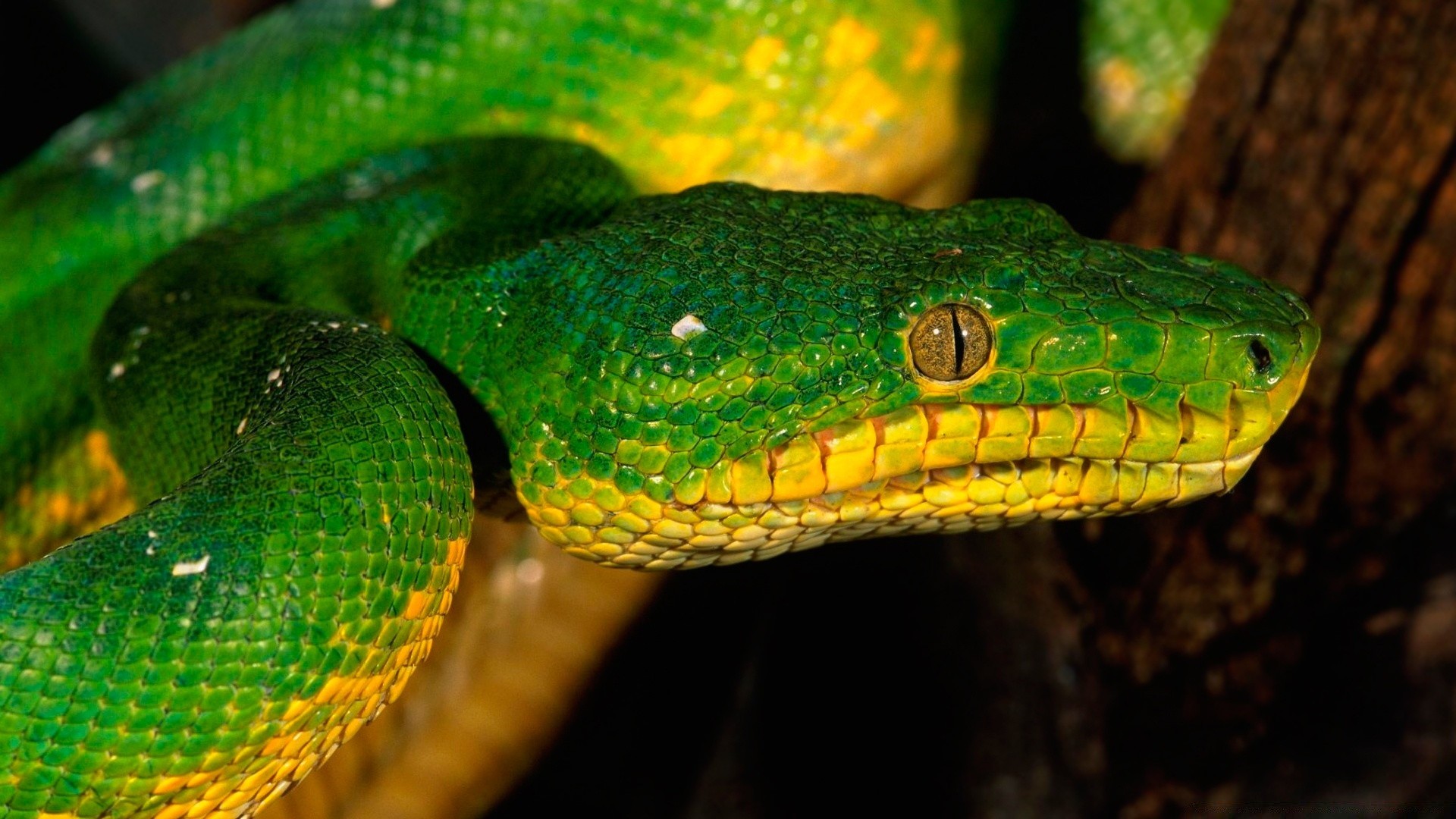 reptiles y ranas serpiente gazoo pitón boa viper veneno vida silvestre veneno animal exótico peligro cobra deslizarse naturaleza mortal depredador serpiente de cascabel zoología escala herpetología