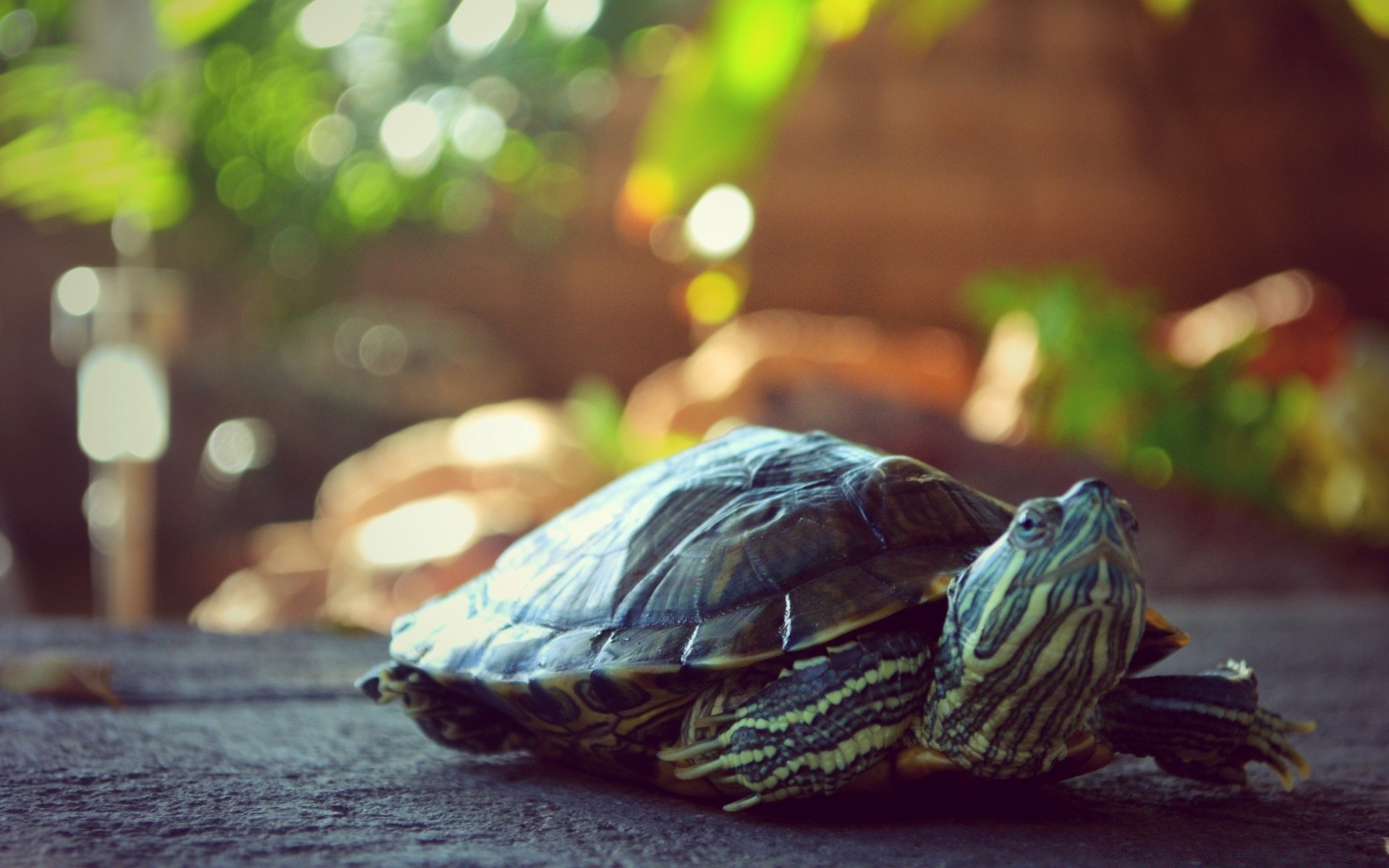 rettili e rane tartaruga gazoo shell tartaruga natura fauna selvatica lento acqua all aperto singolo nuoto sangue freddo piscina pet animale sfocatura