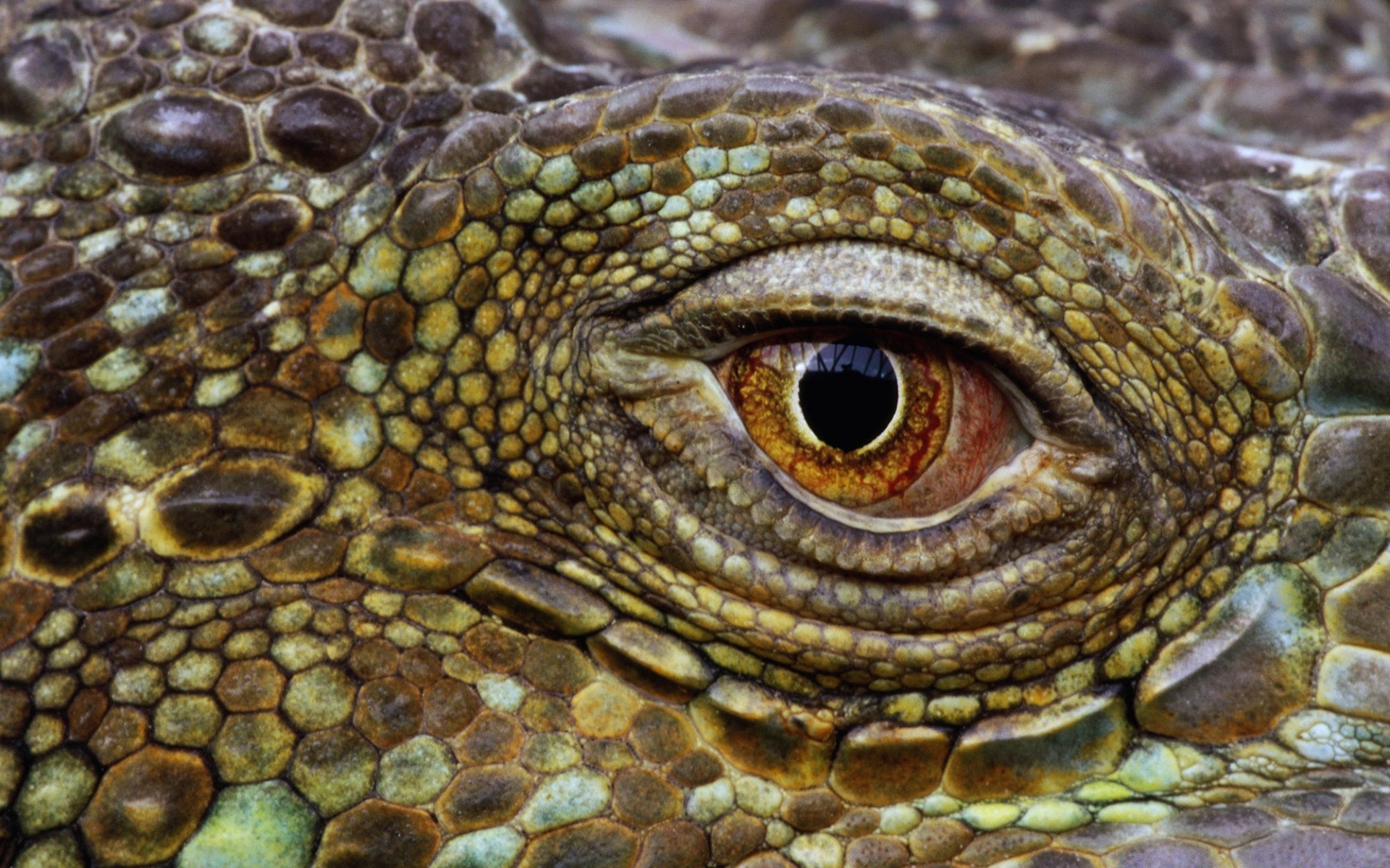 répteis e rãs gadget natureza lagarto animal vida selvagem escala close-up tropical selvagem crocodilo jacaré área de trabalho exóticas