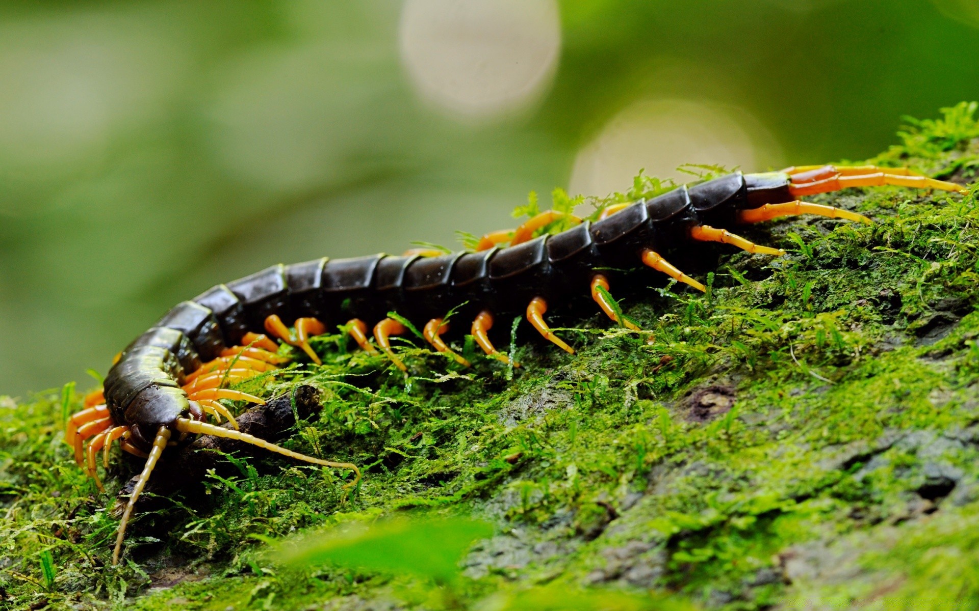 reptiles et grenouilles insecte nature invertébrés à l extérieur la faune chenille sauvage larve papillon ver animal bois biologie feuille lumière du jour un