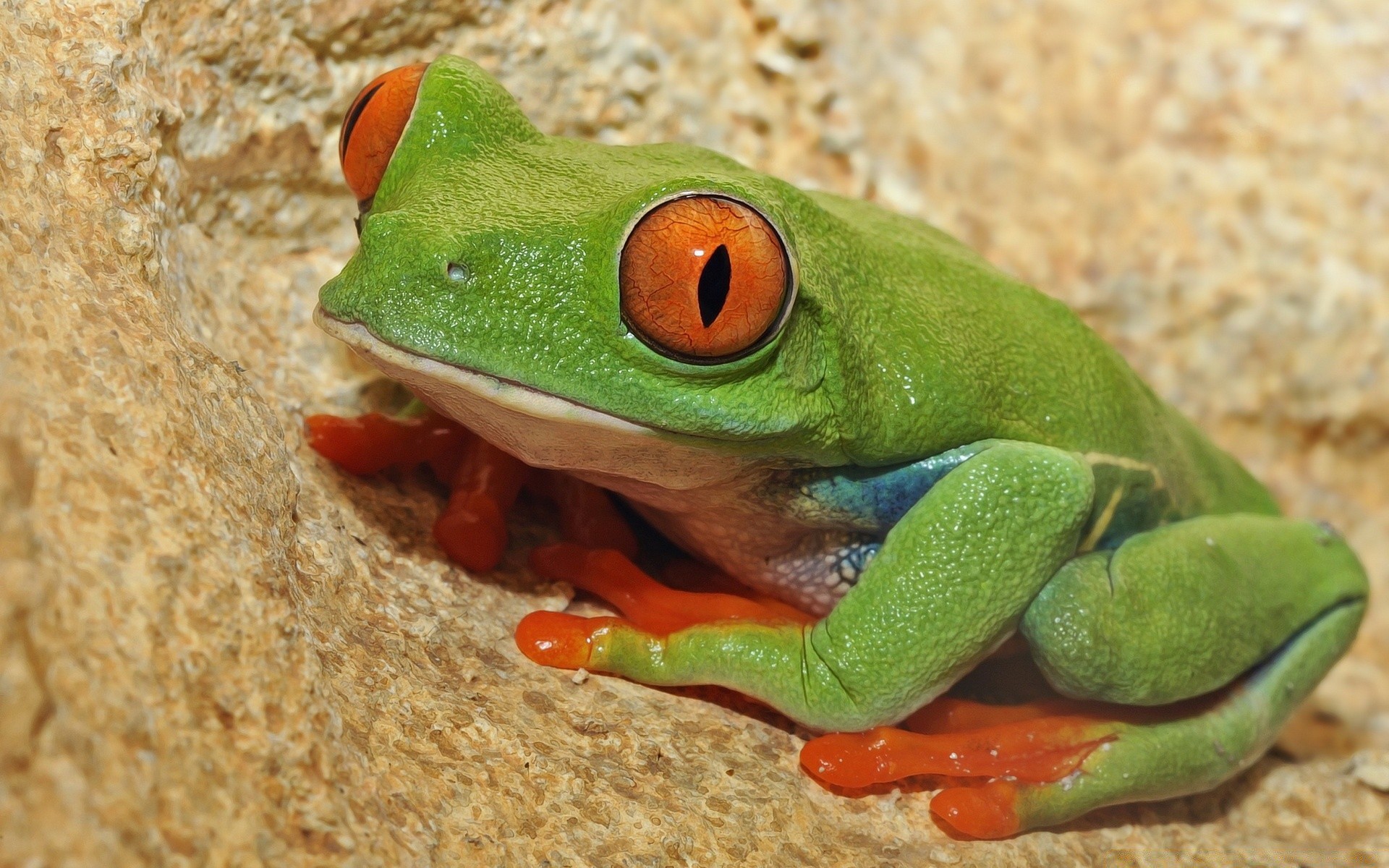 reptiles y ranas rana anfibio vida silvestre naturaleza tropical