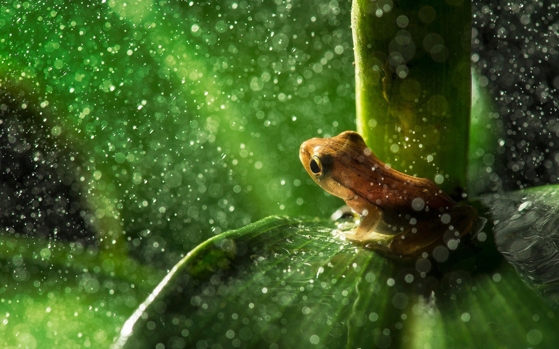 reptiles y ranas naturaleza rana lluvia mojado hoja agua al aire libre gota