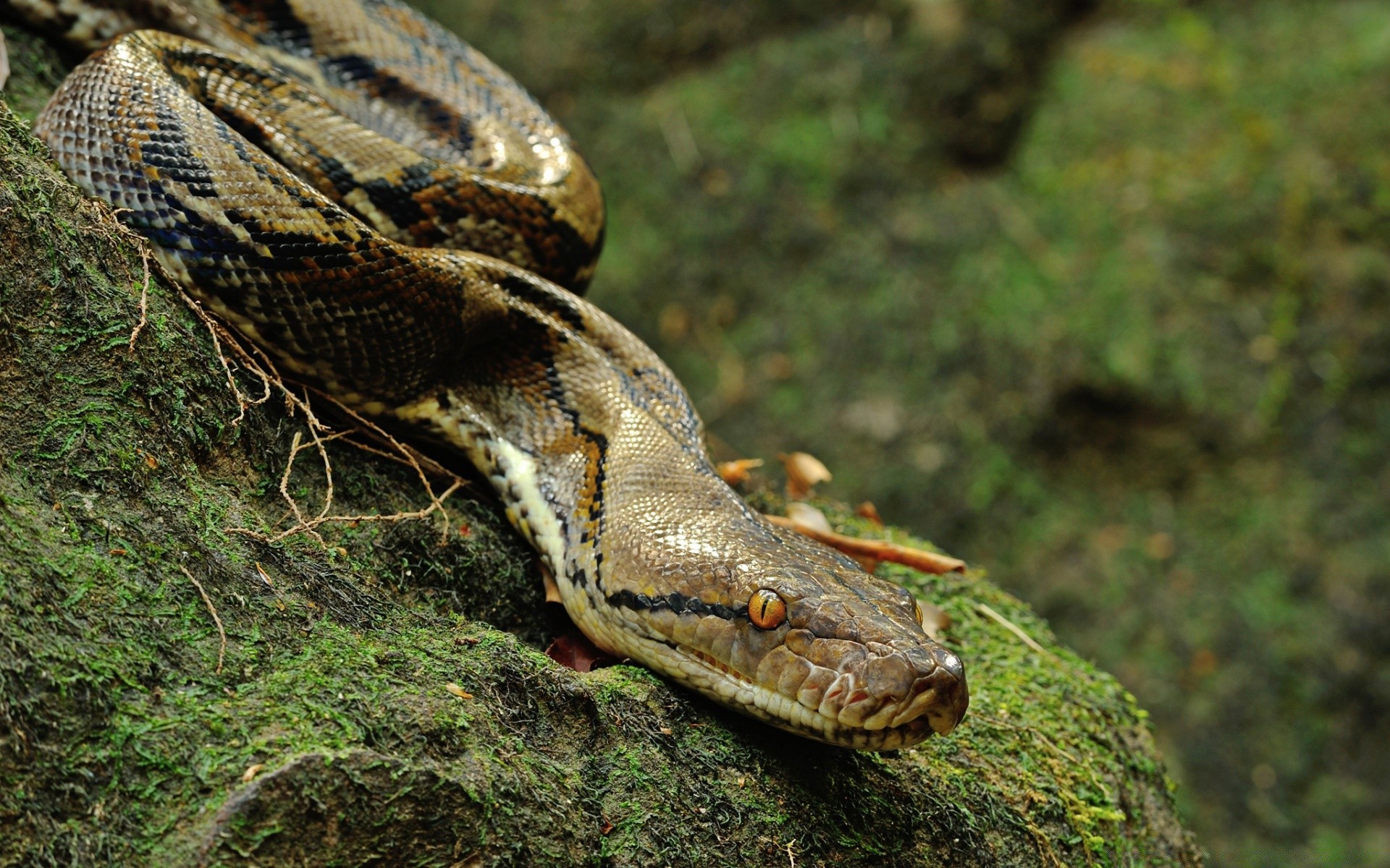 répteis e rãs réptil natureza vida selvagem cobra animal selvagem predador perigo escala lagarto espécies