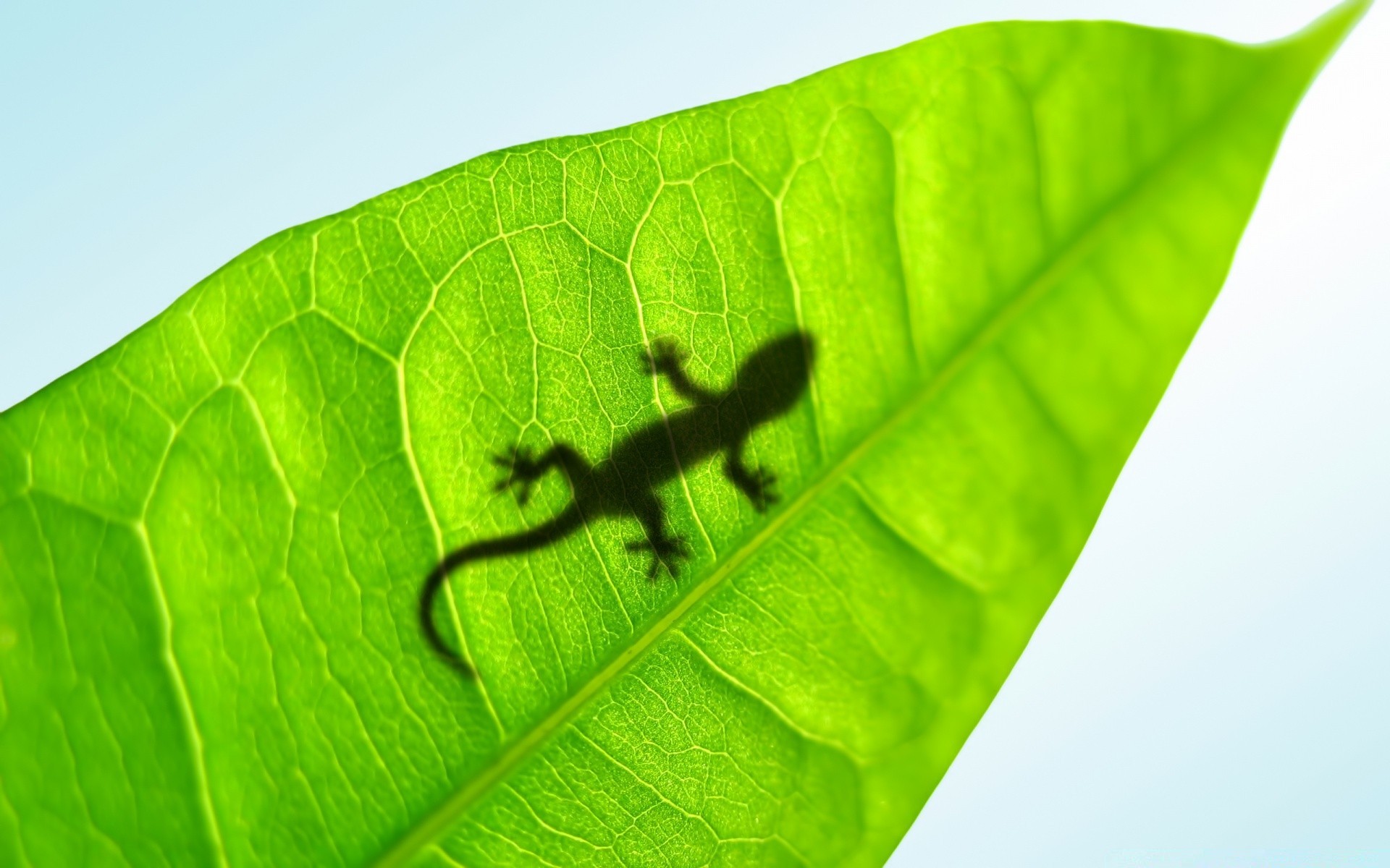 rettili e rane foglia flora crescita natura ambiente ambiente ecologia pioggia caduta vene giardino fotosintesi biologia luminoso estate freschezza rugiada primo piano botanico bagnato