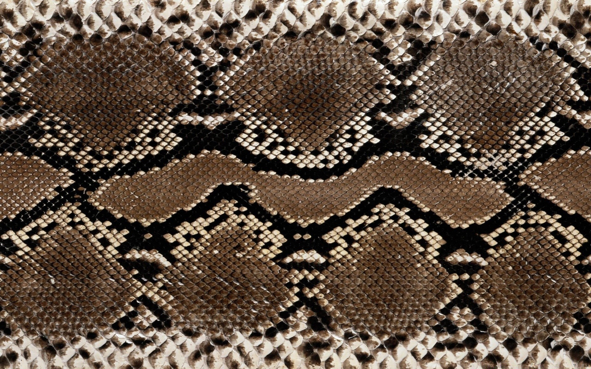 reptiles et grenouilles bureau modèle texture textile tissu résumé conception serpent gros plan toile coton art fil